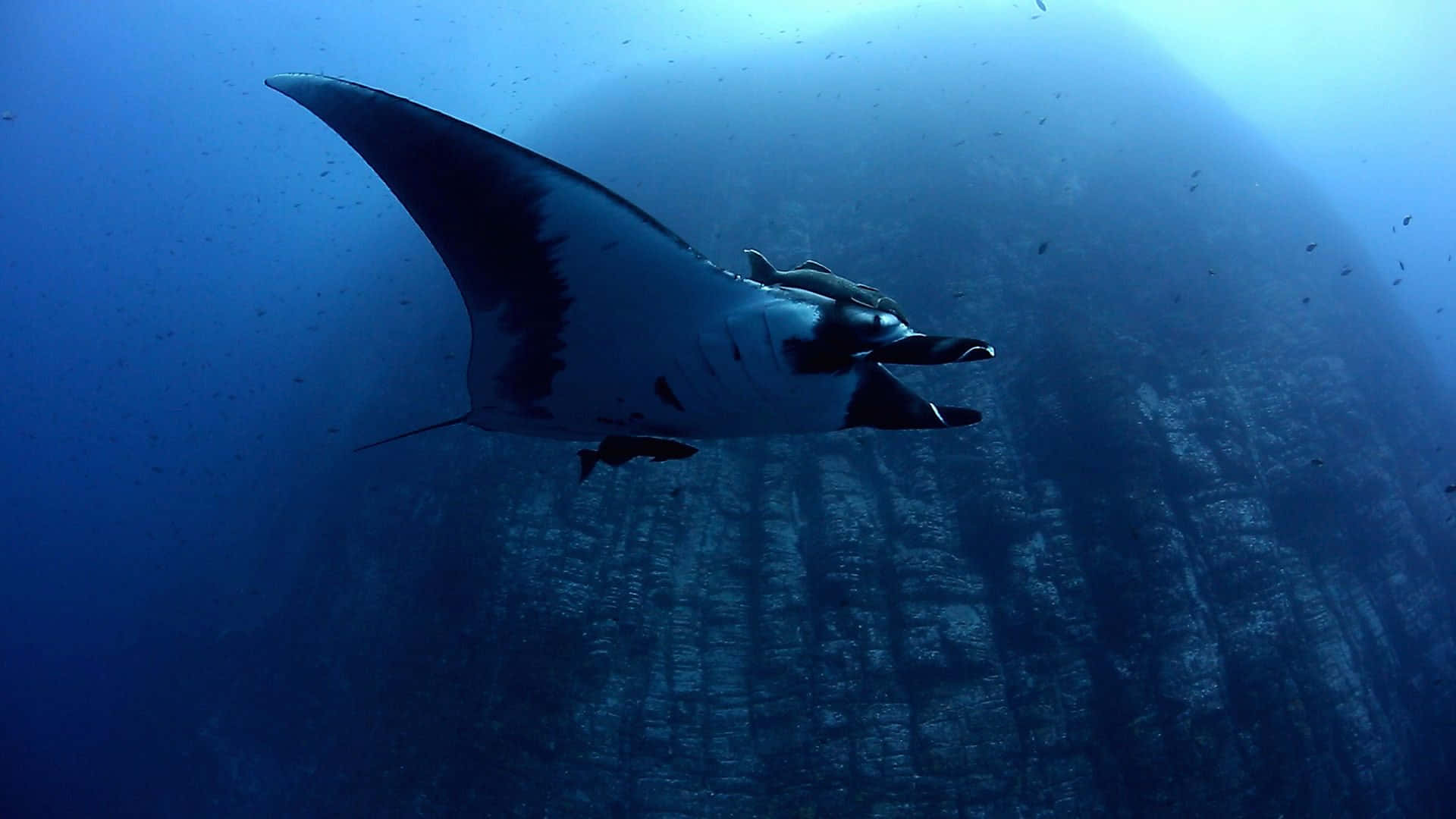 Majestic Manta Ray Underwater Background