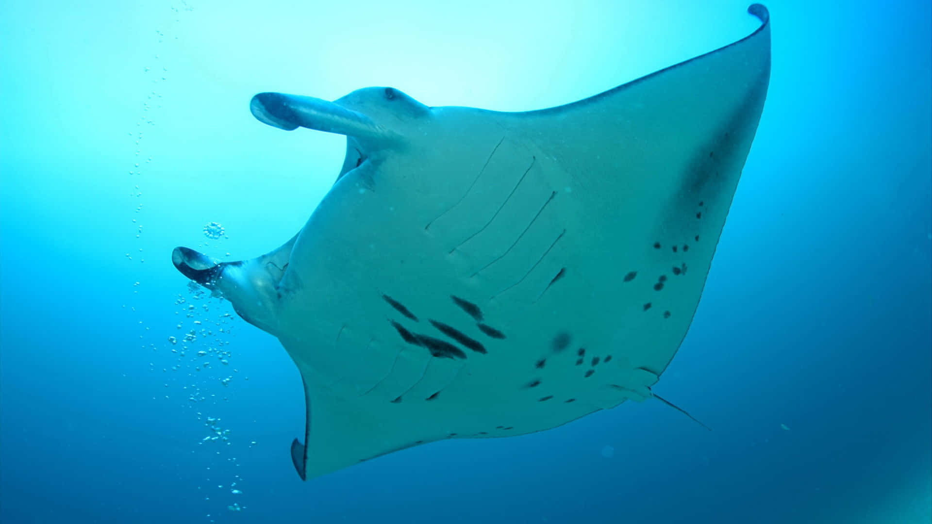 Majestic Manta Ray Underwater