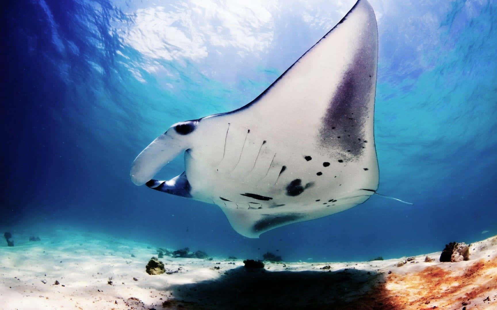 Majestic Manta Ray Underwater Background