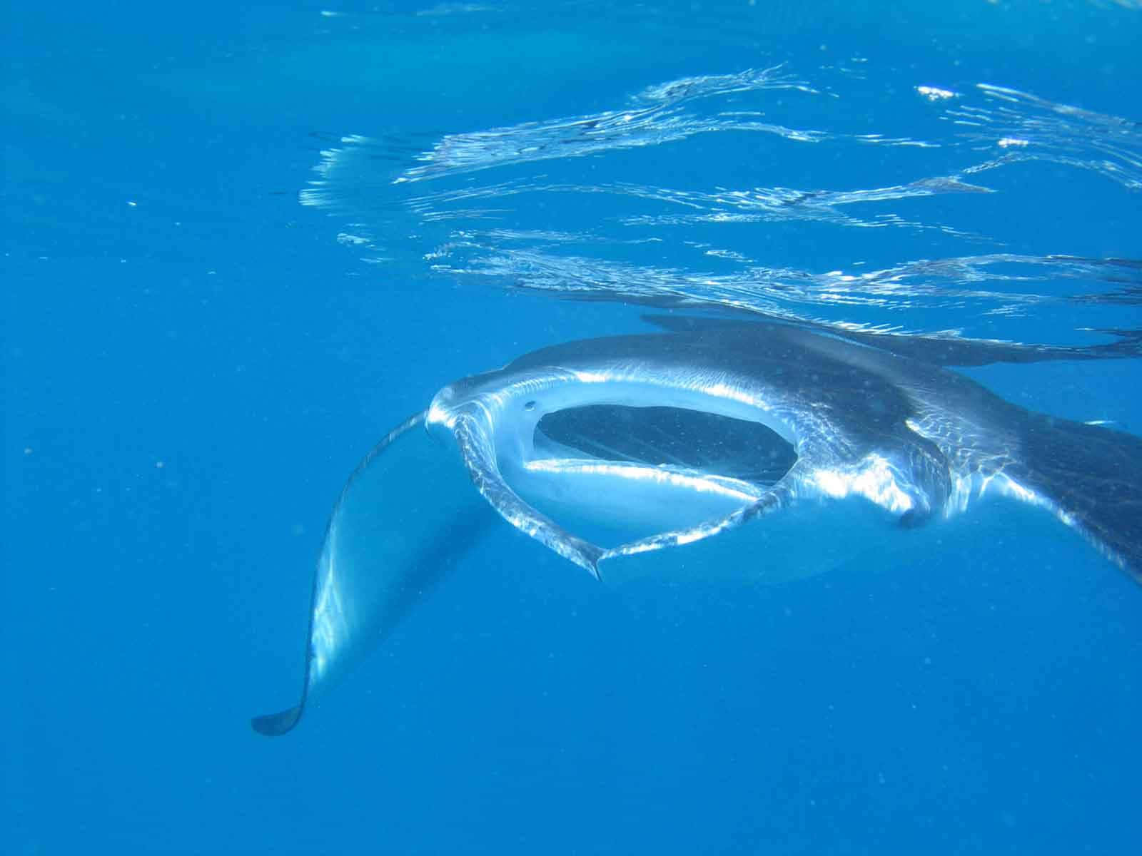 Majestic Manta Ray Underwater.jpg Background