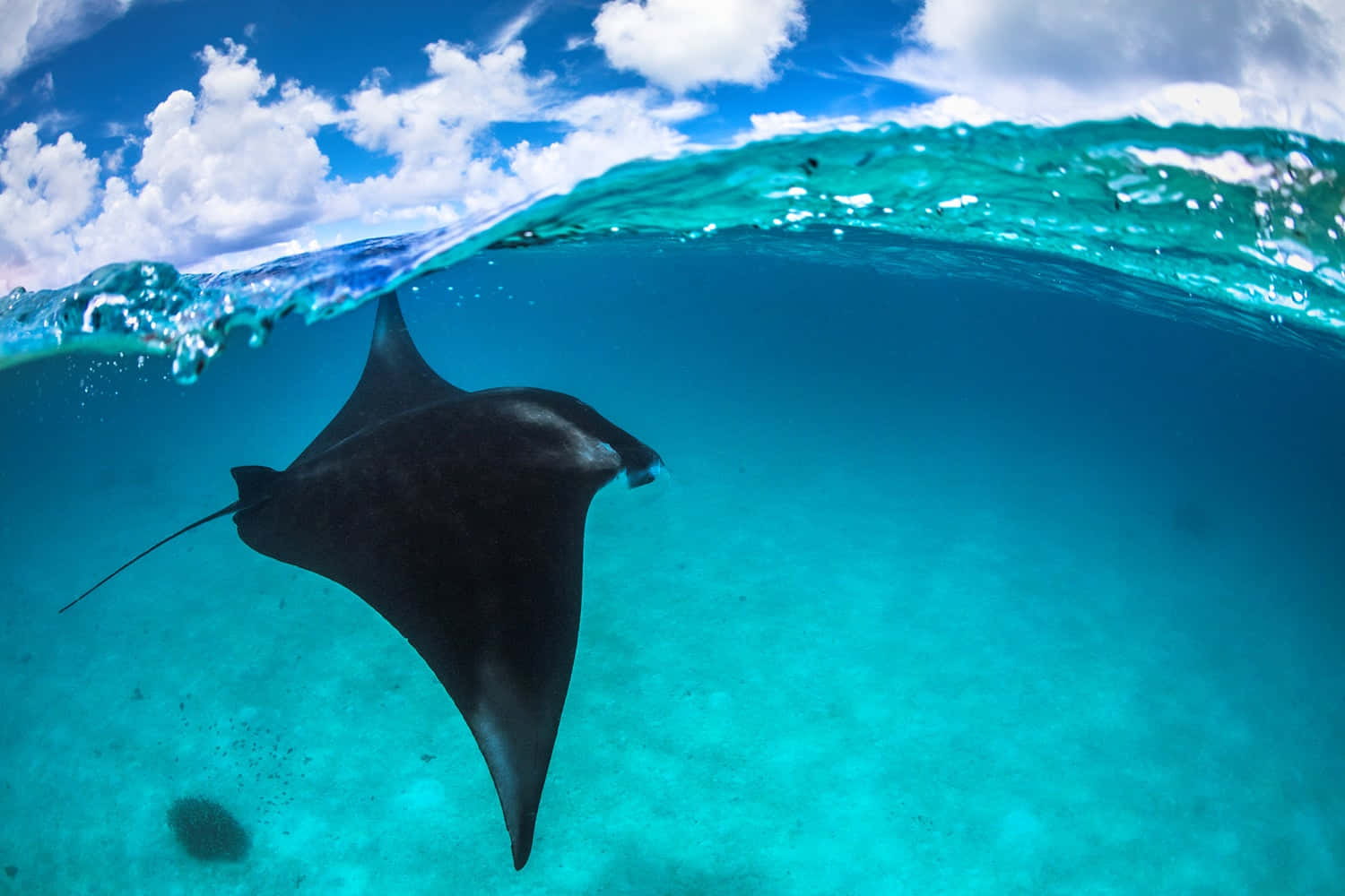 Majestic Manta Ray Underwater