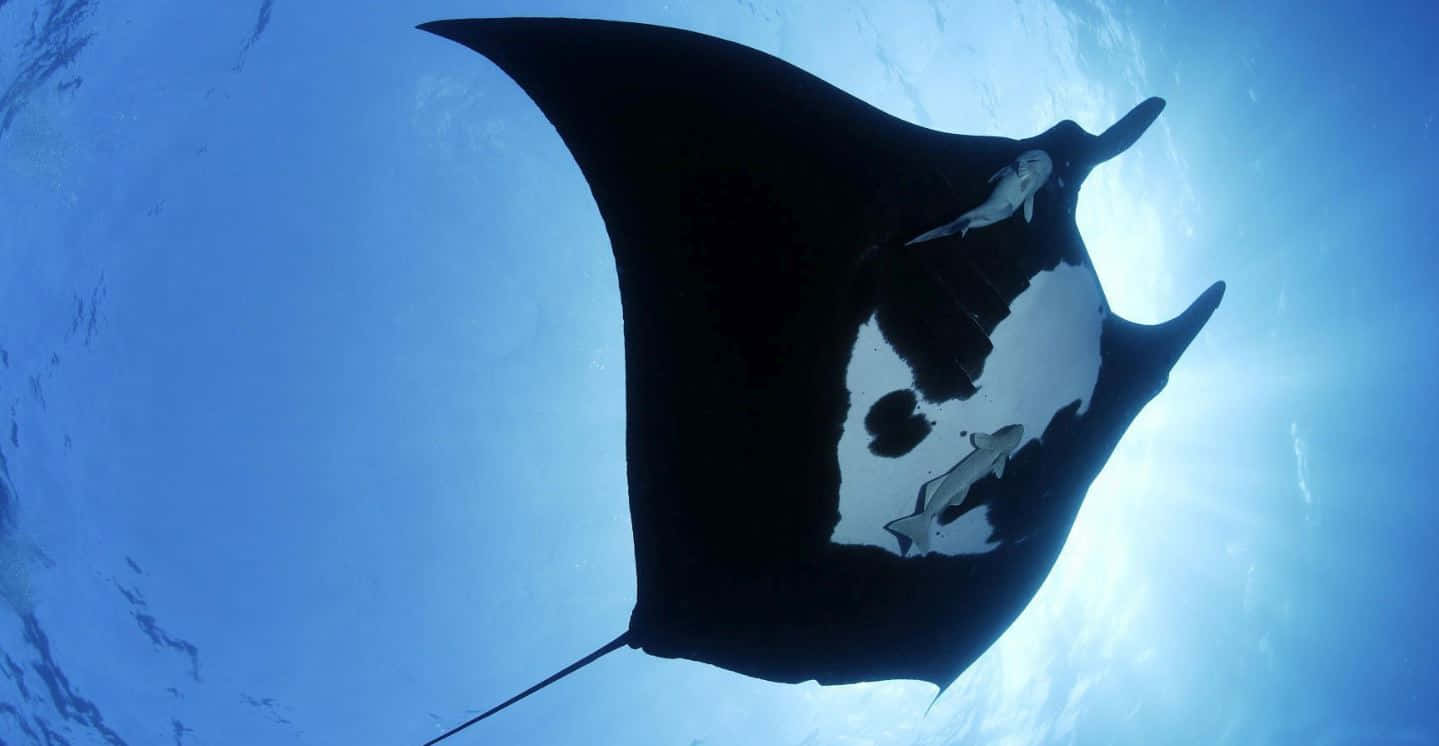 Majestic Manta Ray Underwater Background