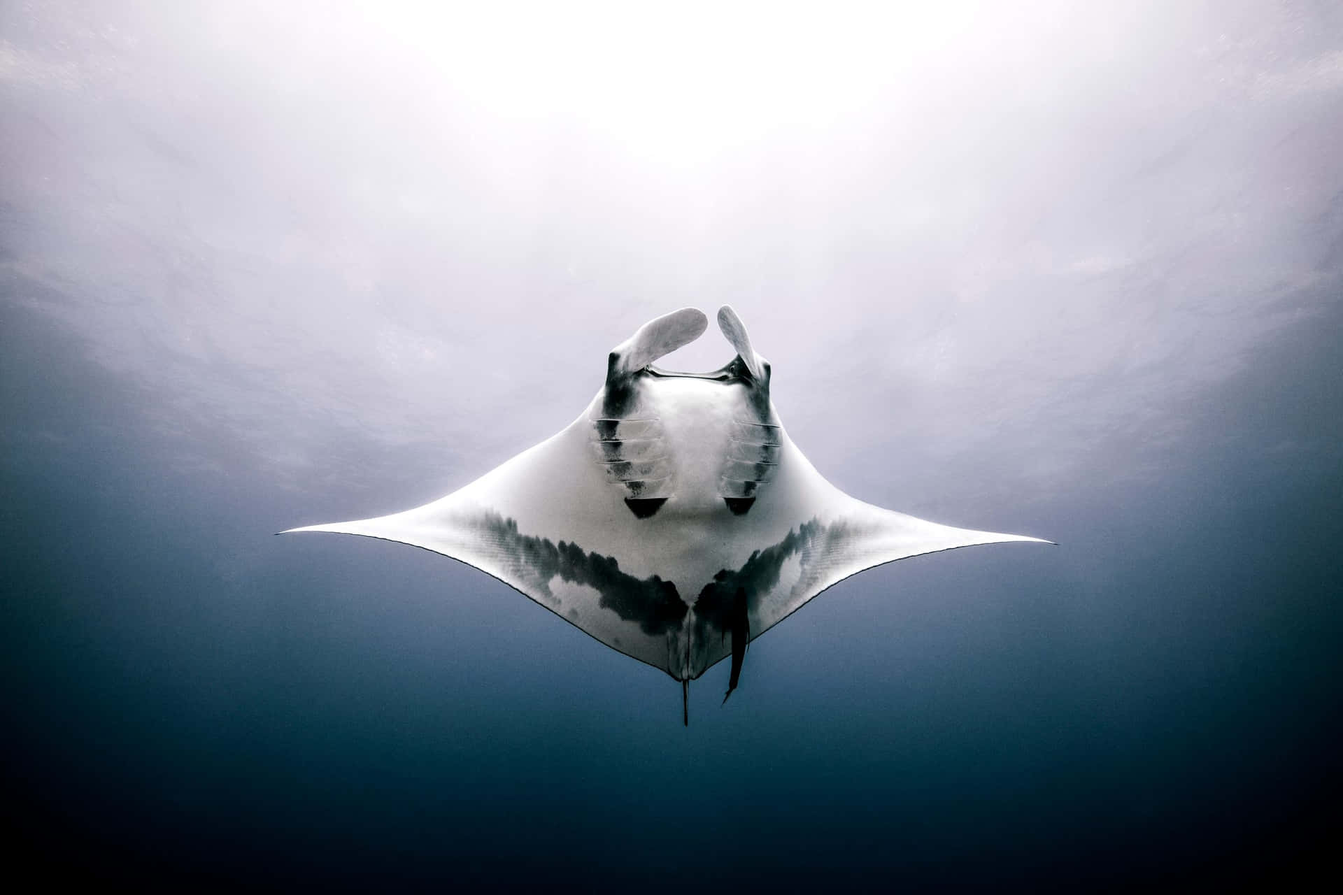 Majestic Manta Ray Underwater Background