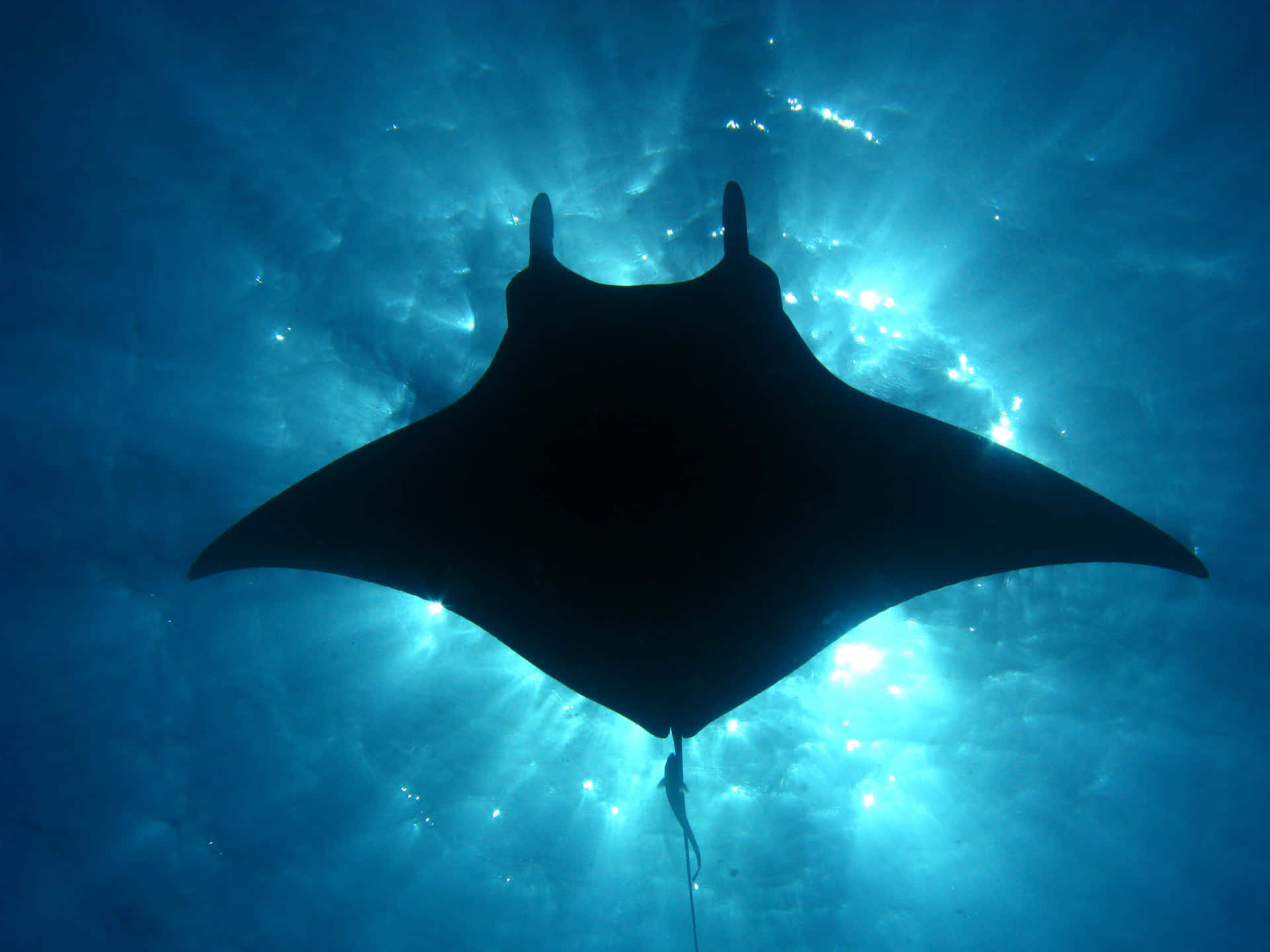 Majestic Manta Ray Underwater Silhouette Background