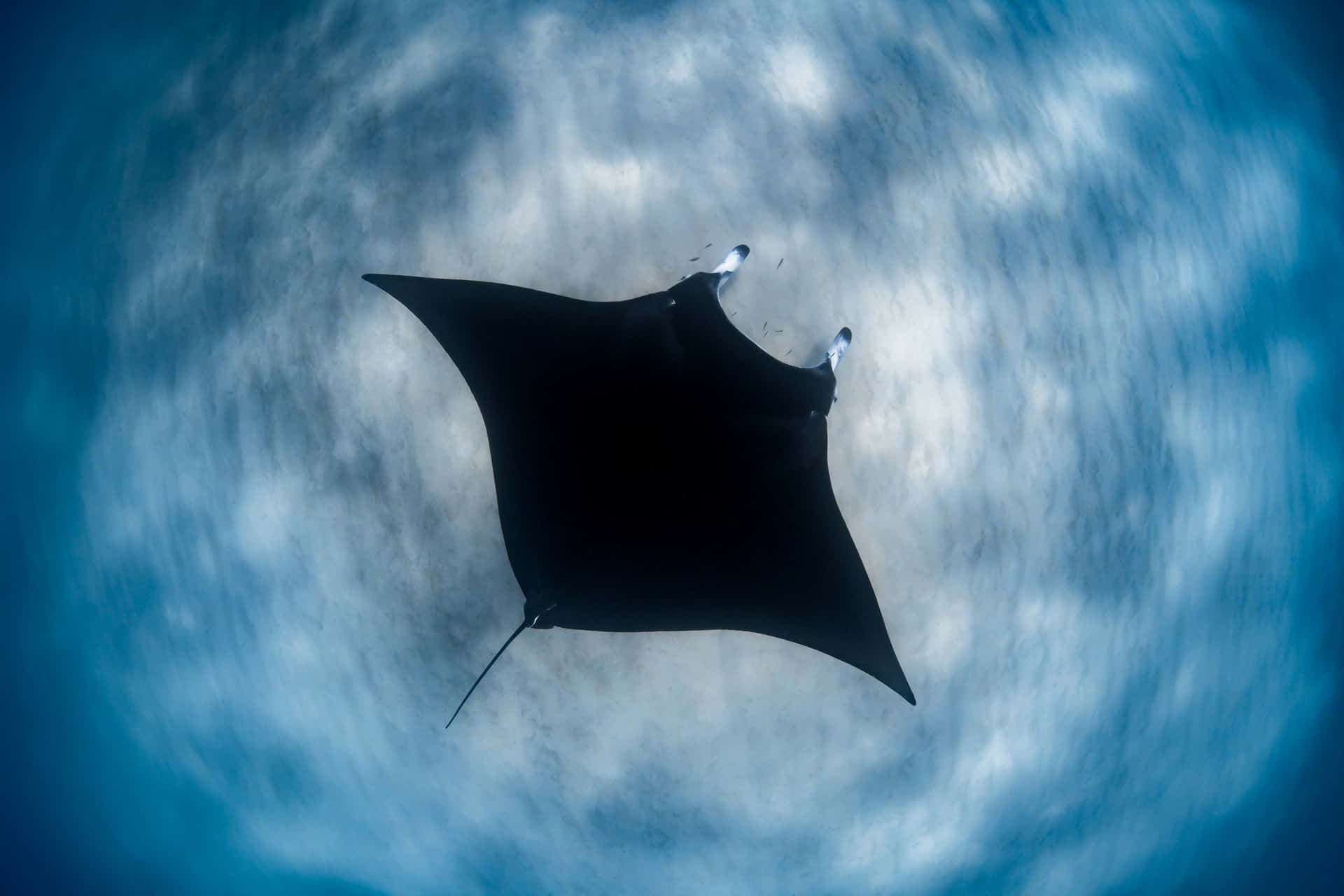 Majestic Manta Ray Underwater Silhouette