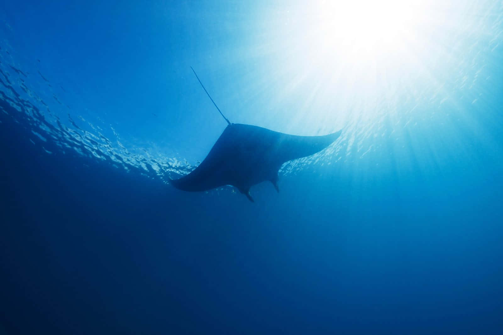 Majestic Manta Ray Underwater Sunbeam Background