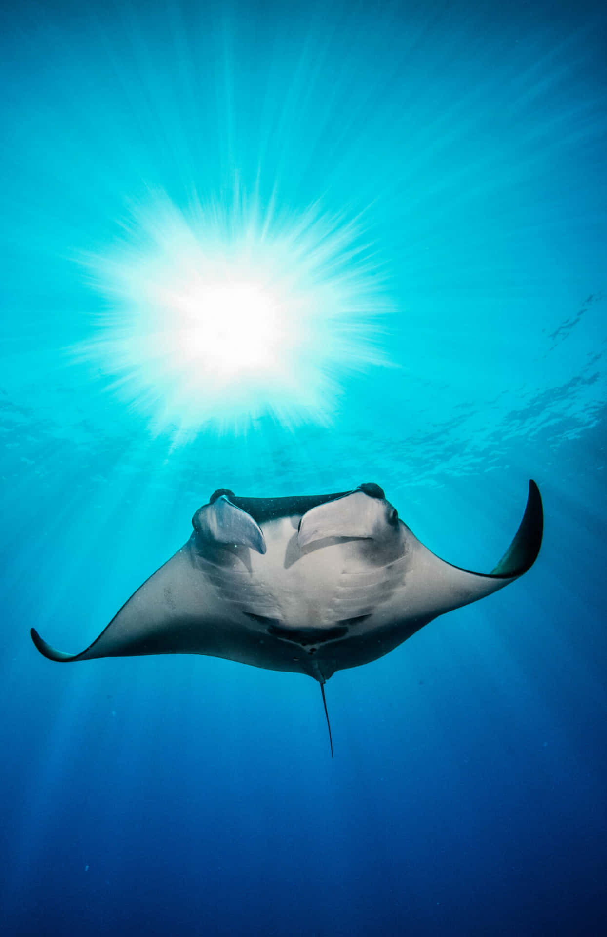 Majestic Manta Ray Underwater Sunburst Background