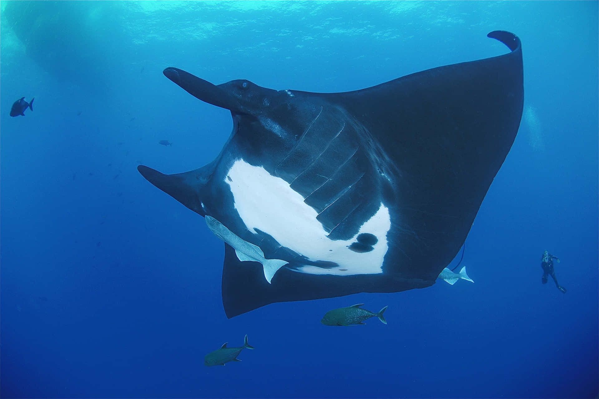 Majestic Manta Ray Underwater Background