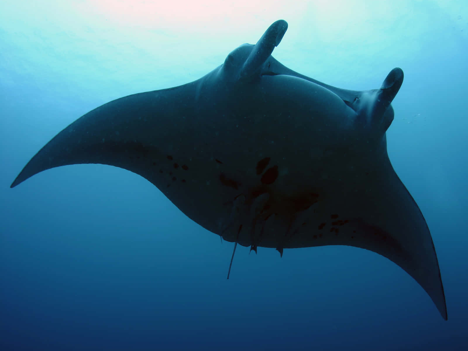 Majestic Manta Ray Underwater Background