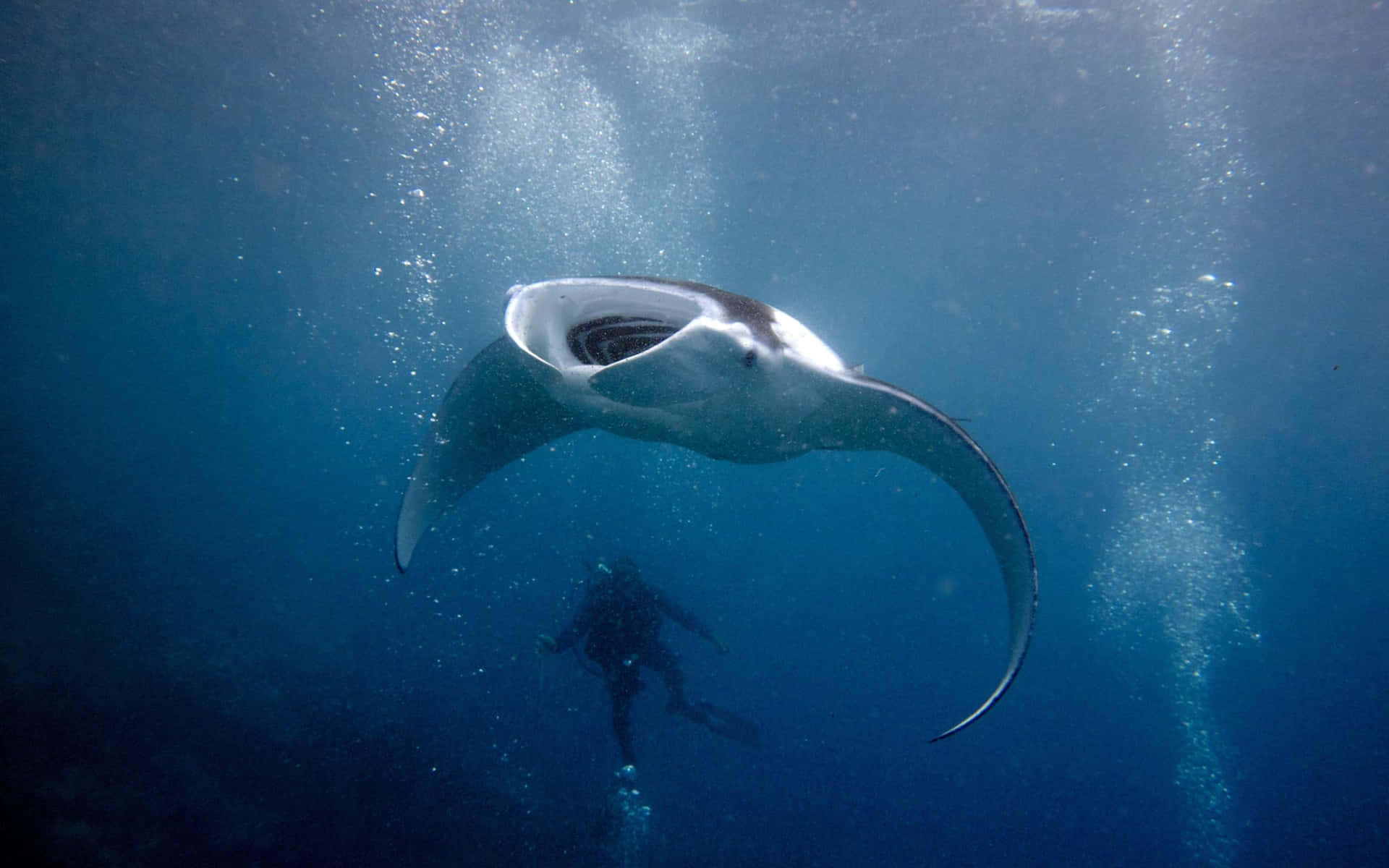 Majestic Manta Ray With Diver Underwater.jpg Background