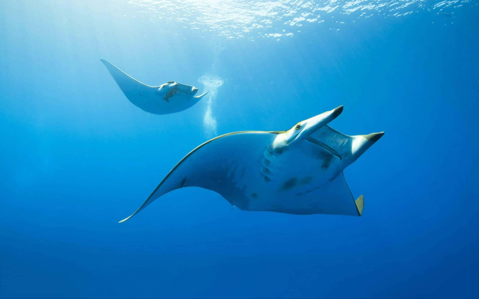 Majestic Manta Rays Underwater