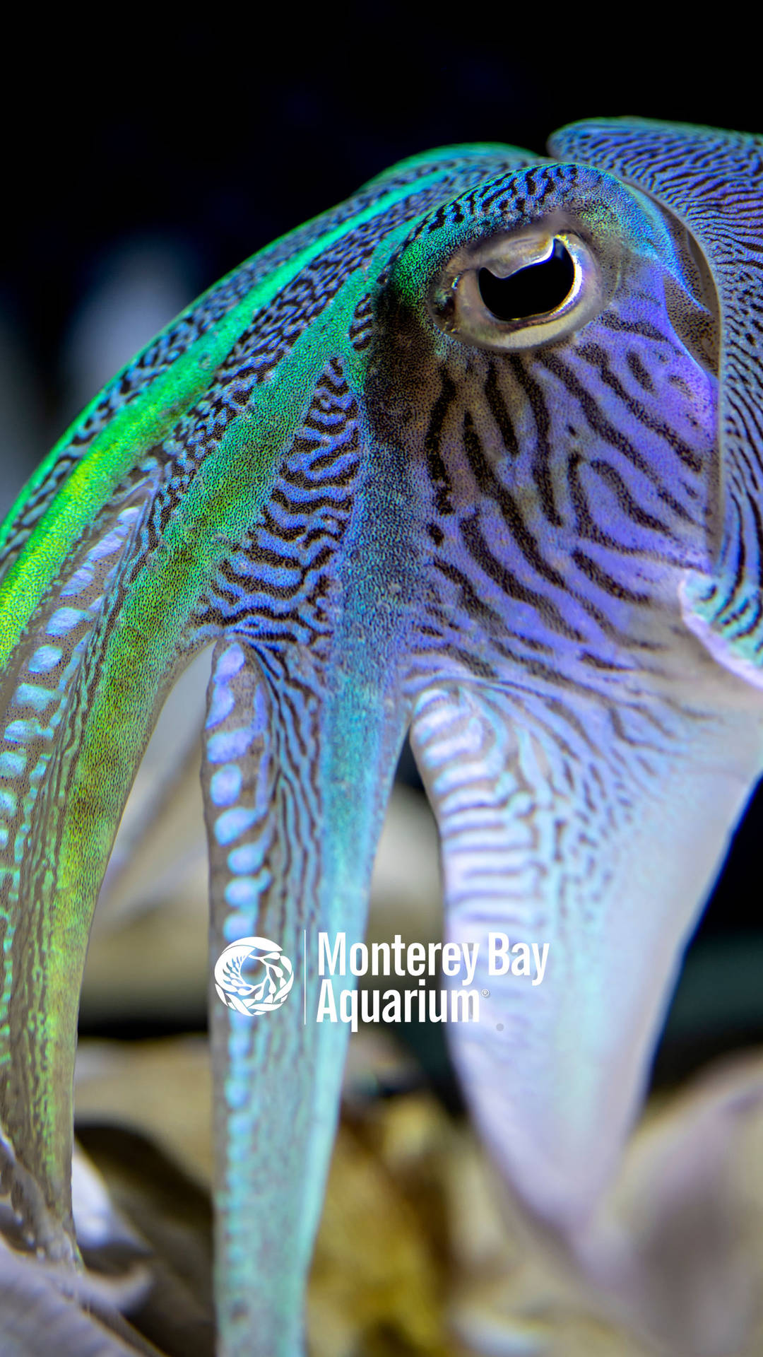 Majestic Marine Life: The Intriguing Cuttlefish