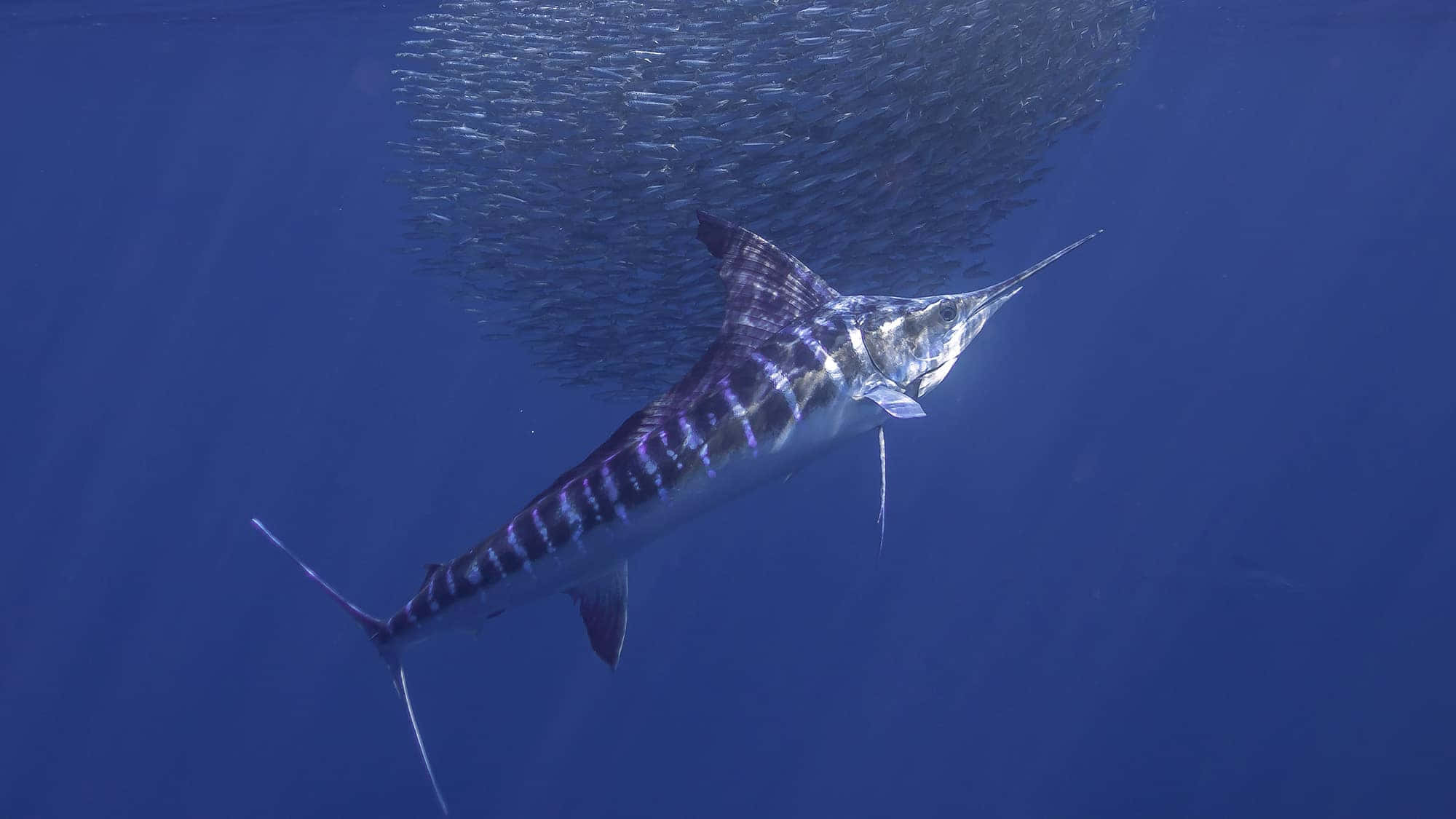 Majestic Marlin In Deep Blue Sea