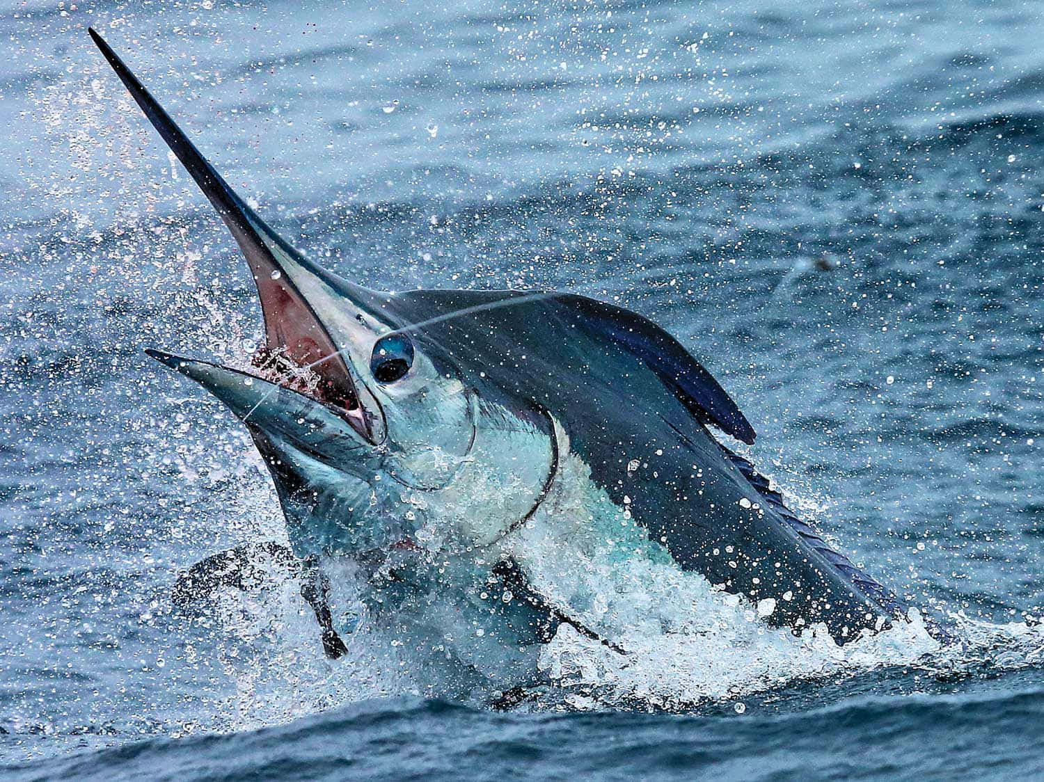 Majestic Marlin Leaping In Sea Background