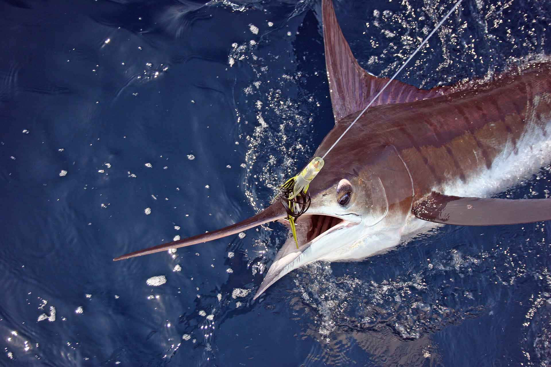 Majestic Marlin Leaping In The Ocean Background