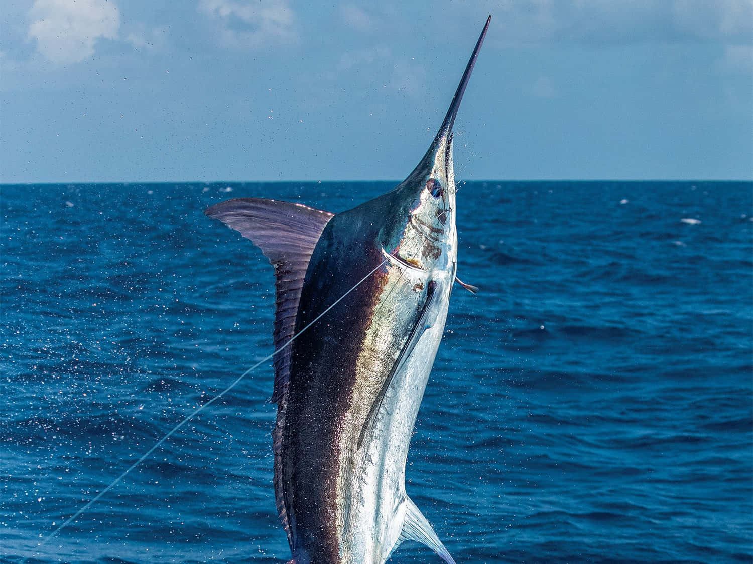 Majestic Marlin Leaping Sea Background