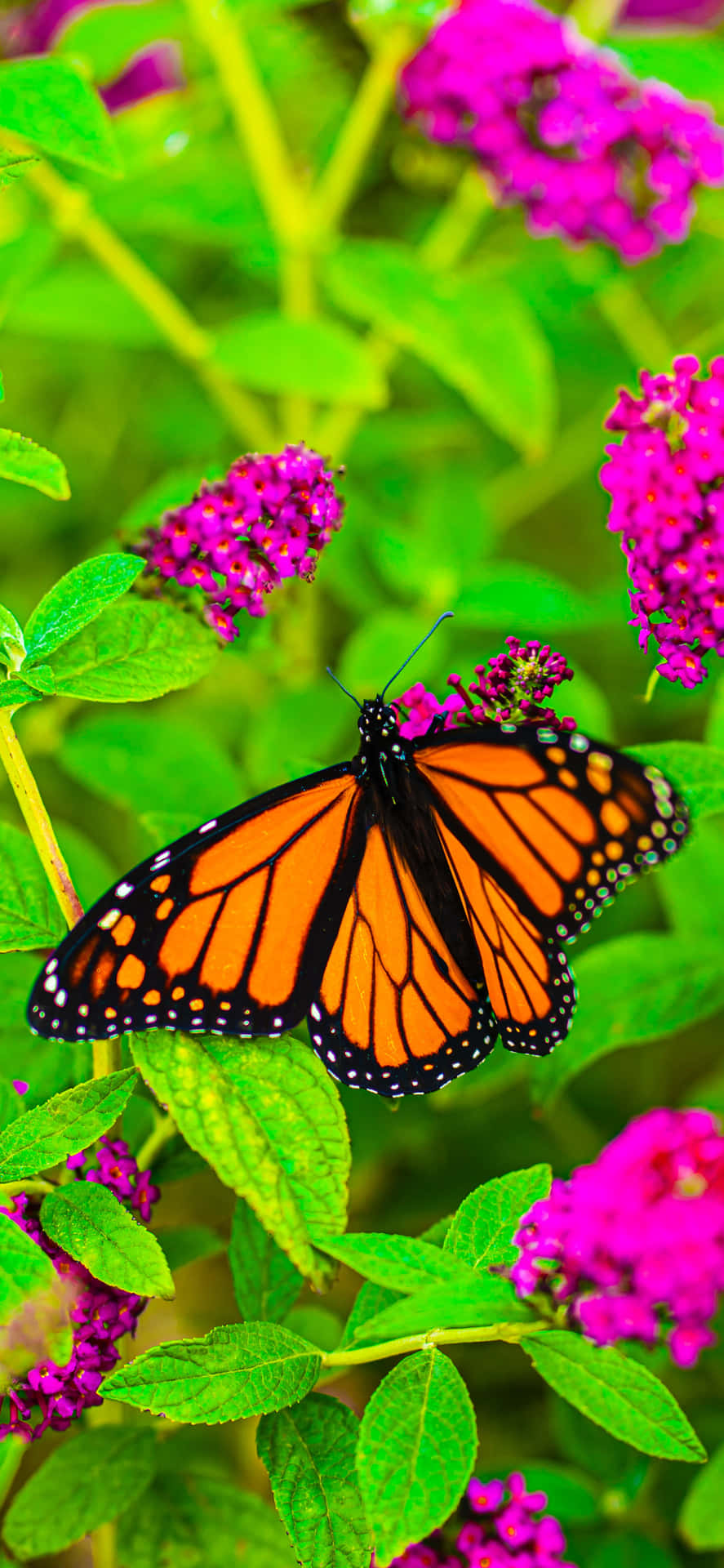 Majestic Monarch Butterfly Perching On A Blossom