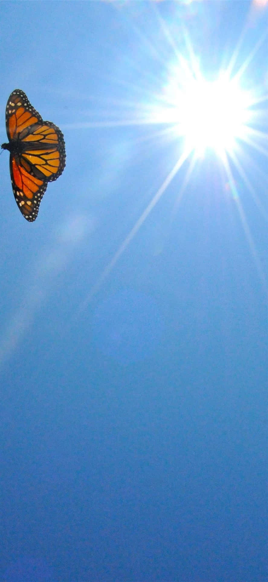 Majestic Monarch Butterfly Soaring In The Clear Blue Sky