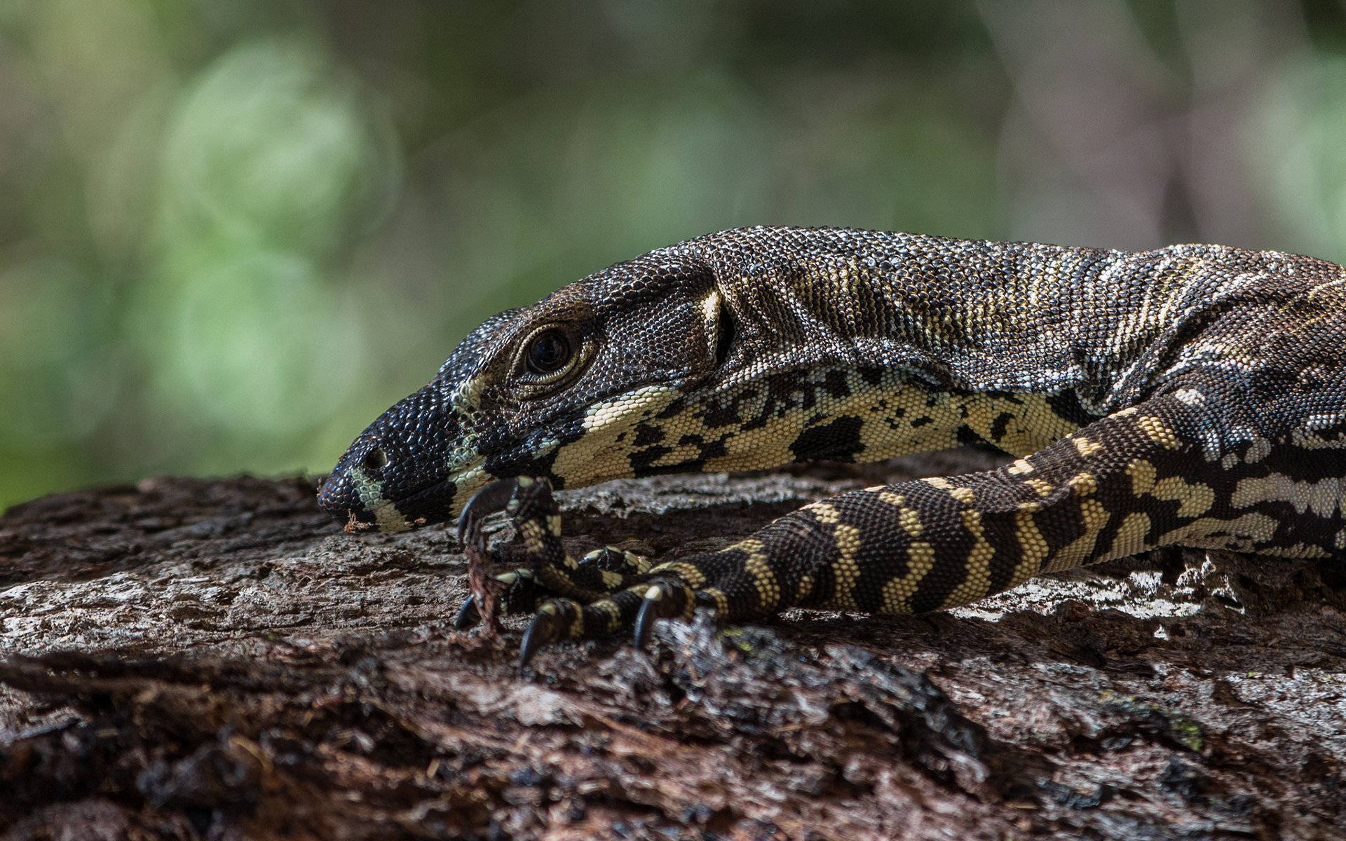 Majestic Monitor Lizard In Natural Habitat Background