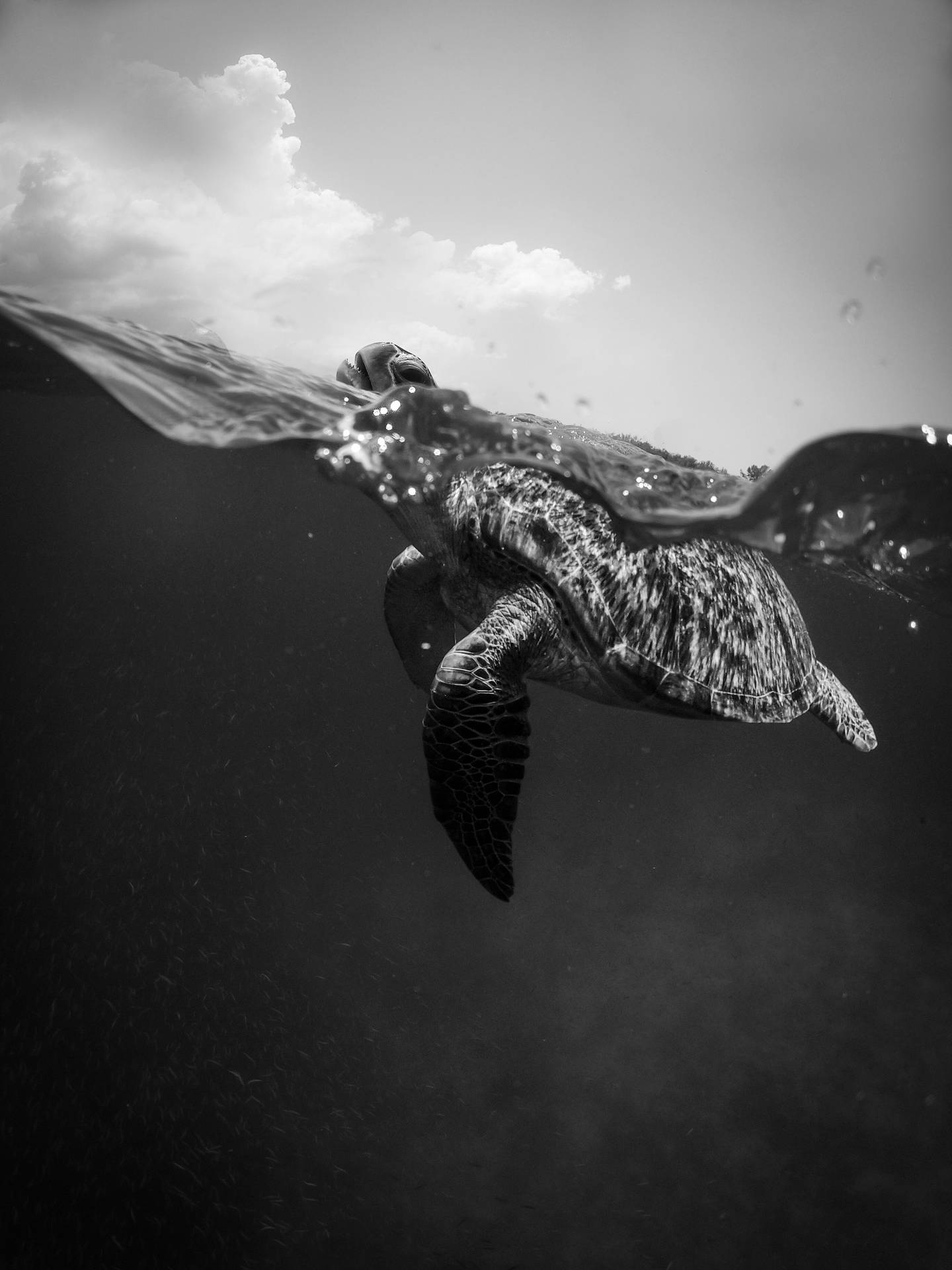 Majestic Monochrome Sea Turtle Background