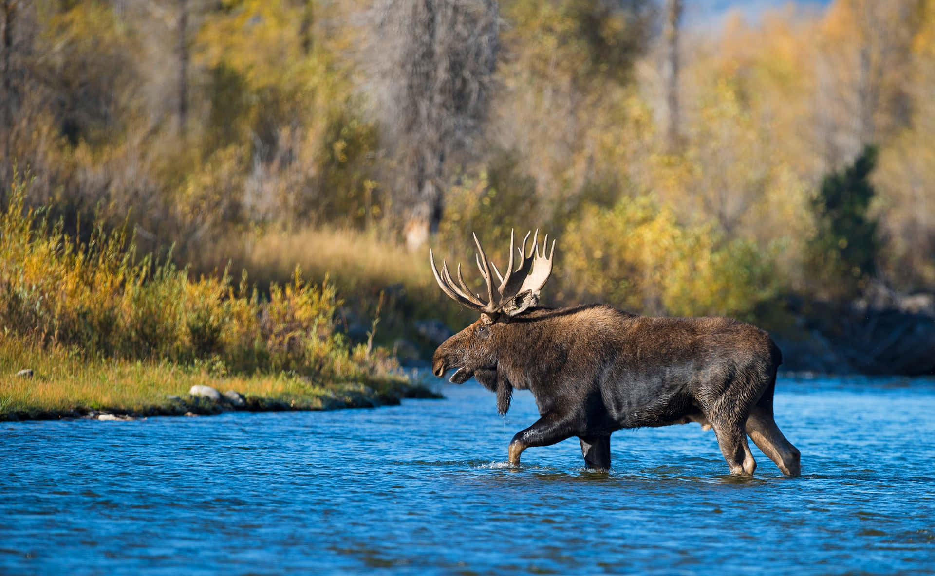 Majestic Moose Crossing River Background