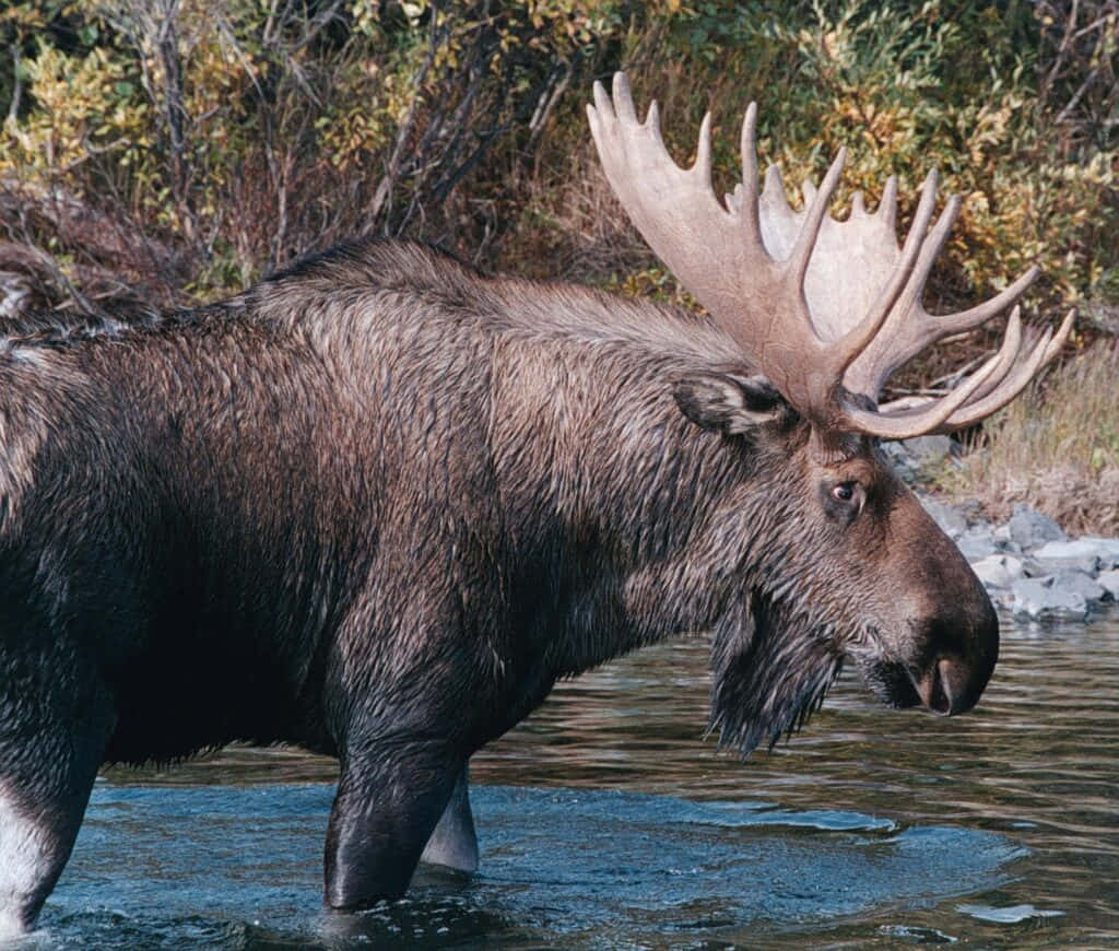 Majestic Moose Crossing River Background