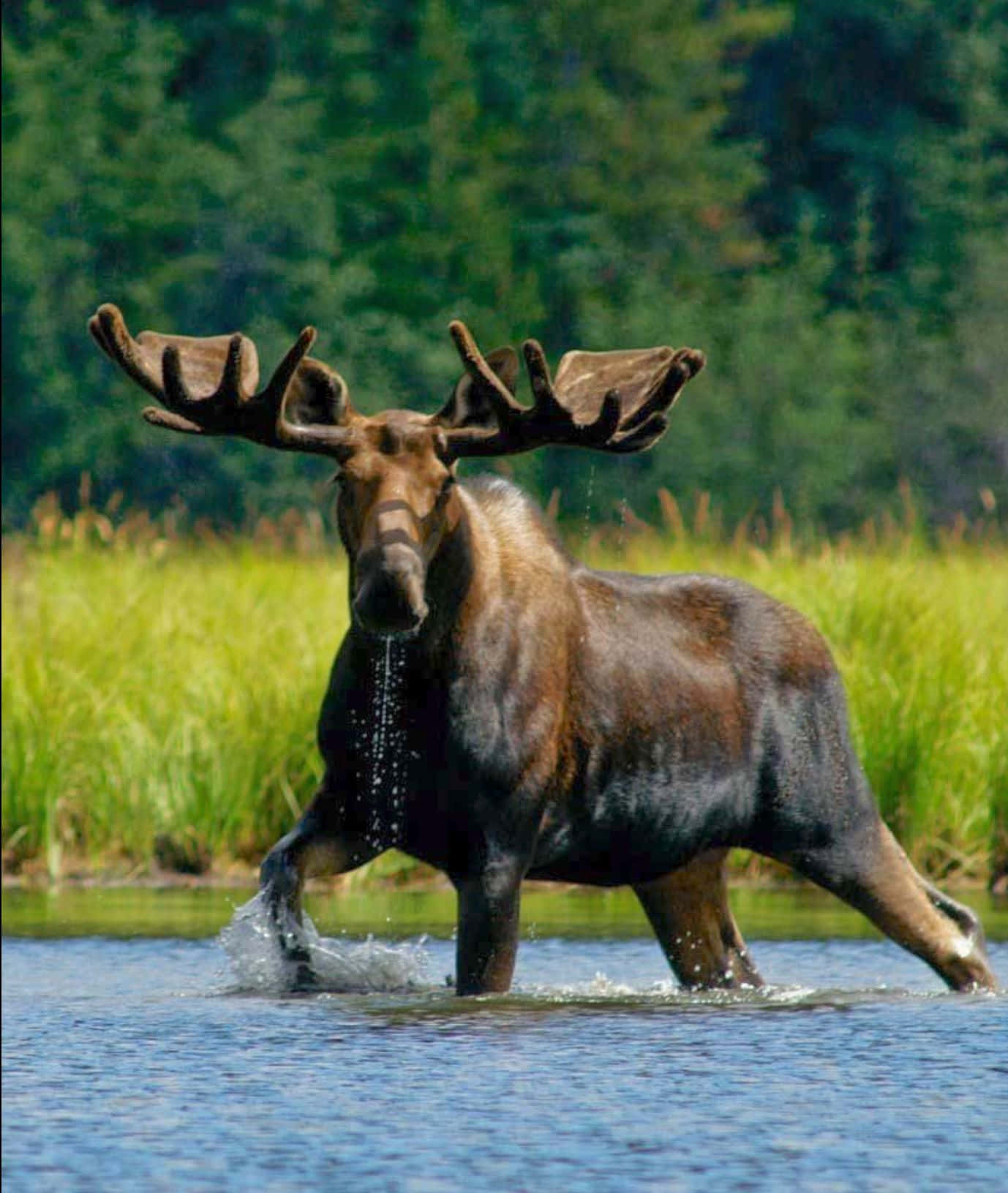 Majestic Moose Crossing Water Background