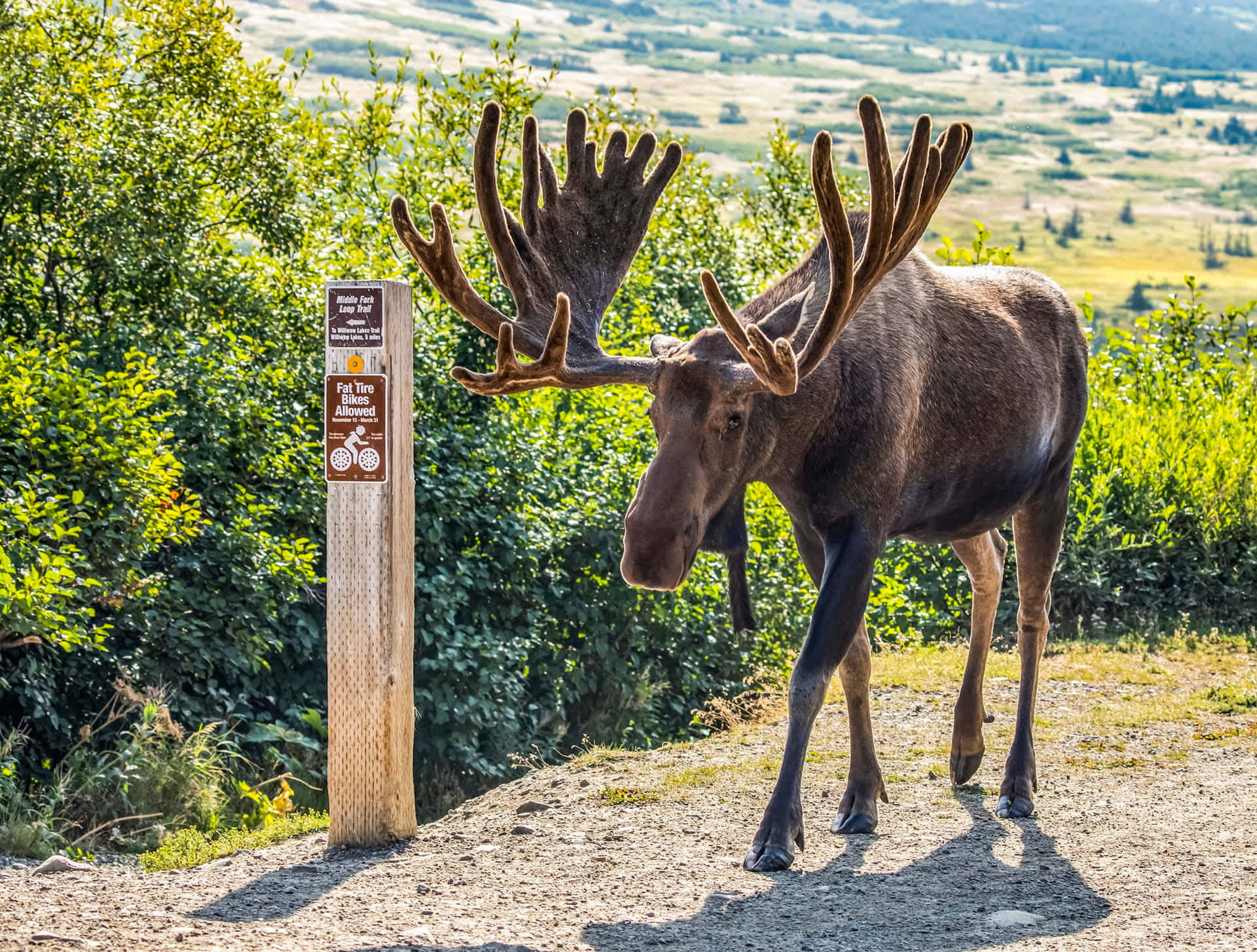 Majestic Moose Near Trail Sign Background