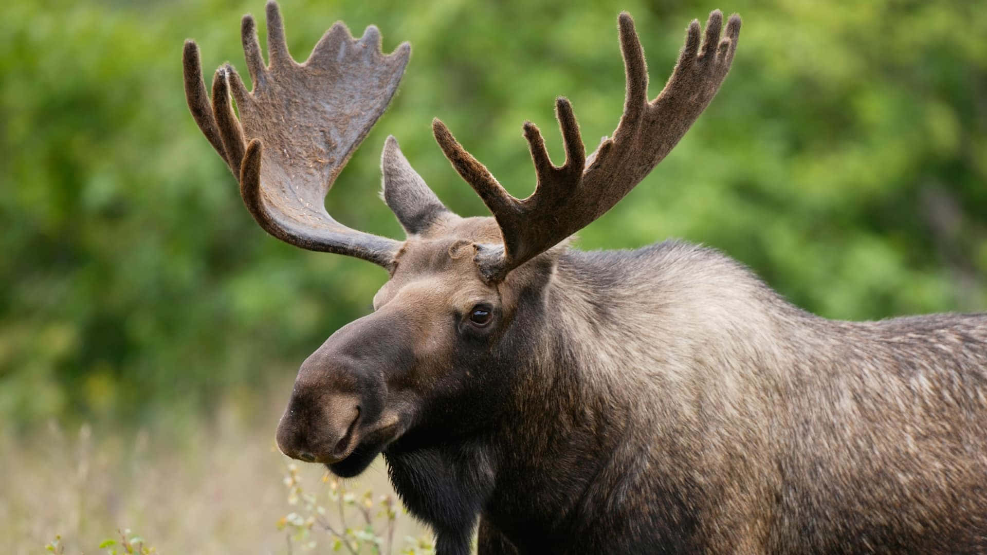 Majestic Moose Profile Background