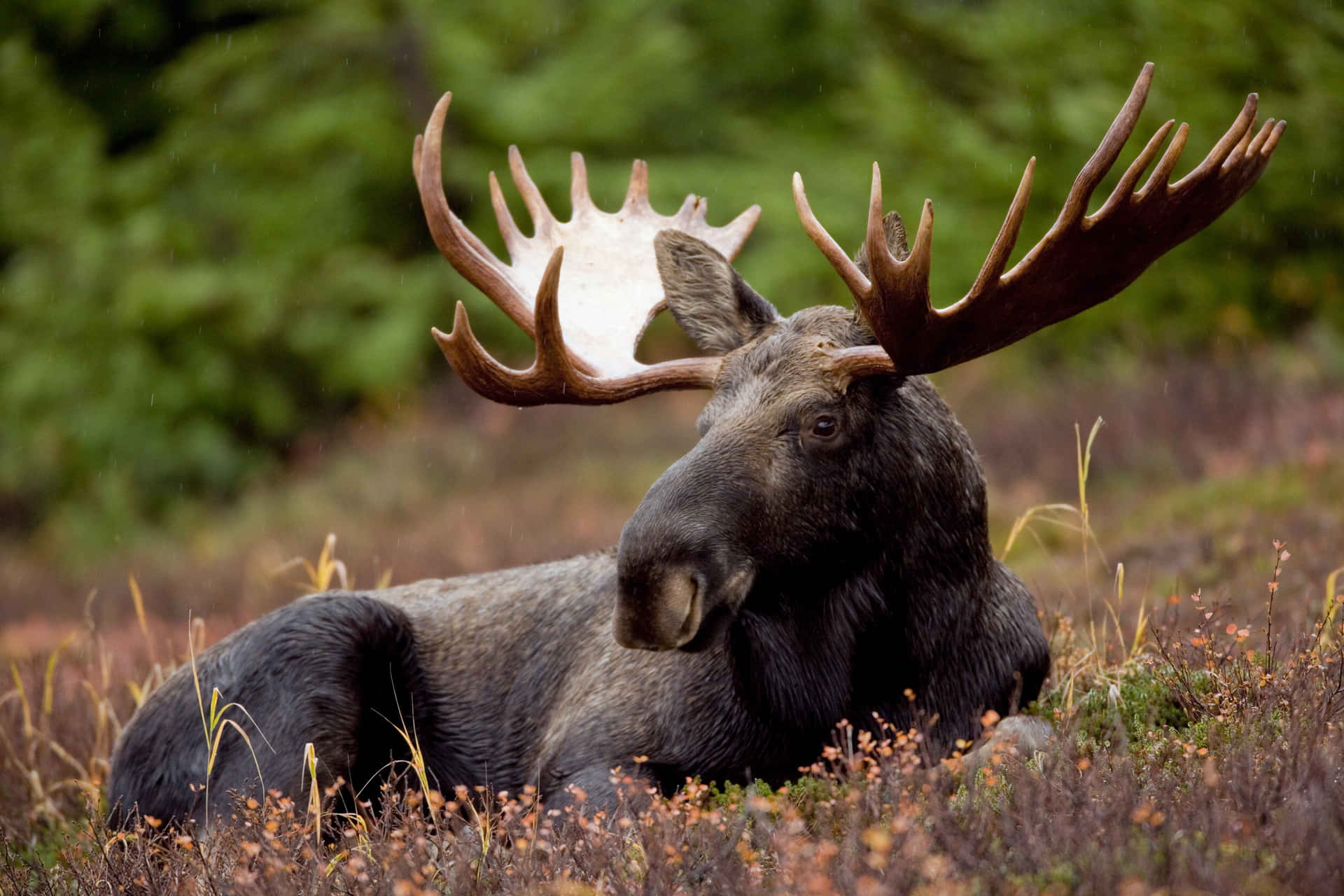 Majestic Moose Restingin Wilderness.jpg Background