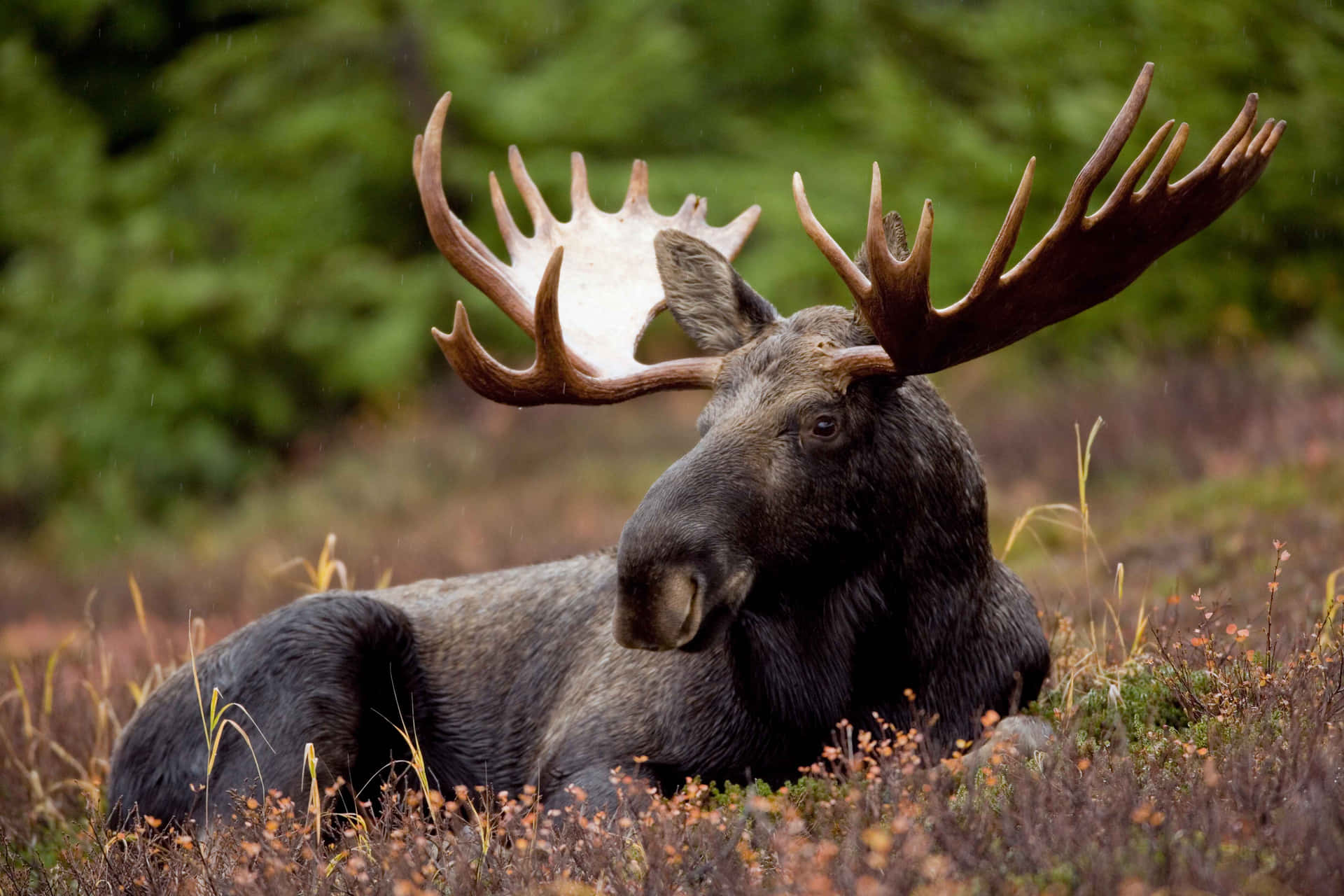 Majestic Moose Restingin Wilderness.jpg