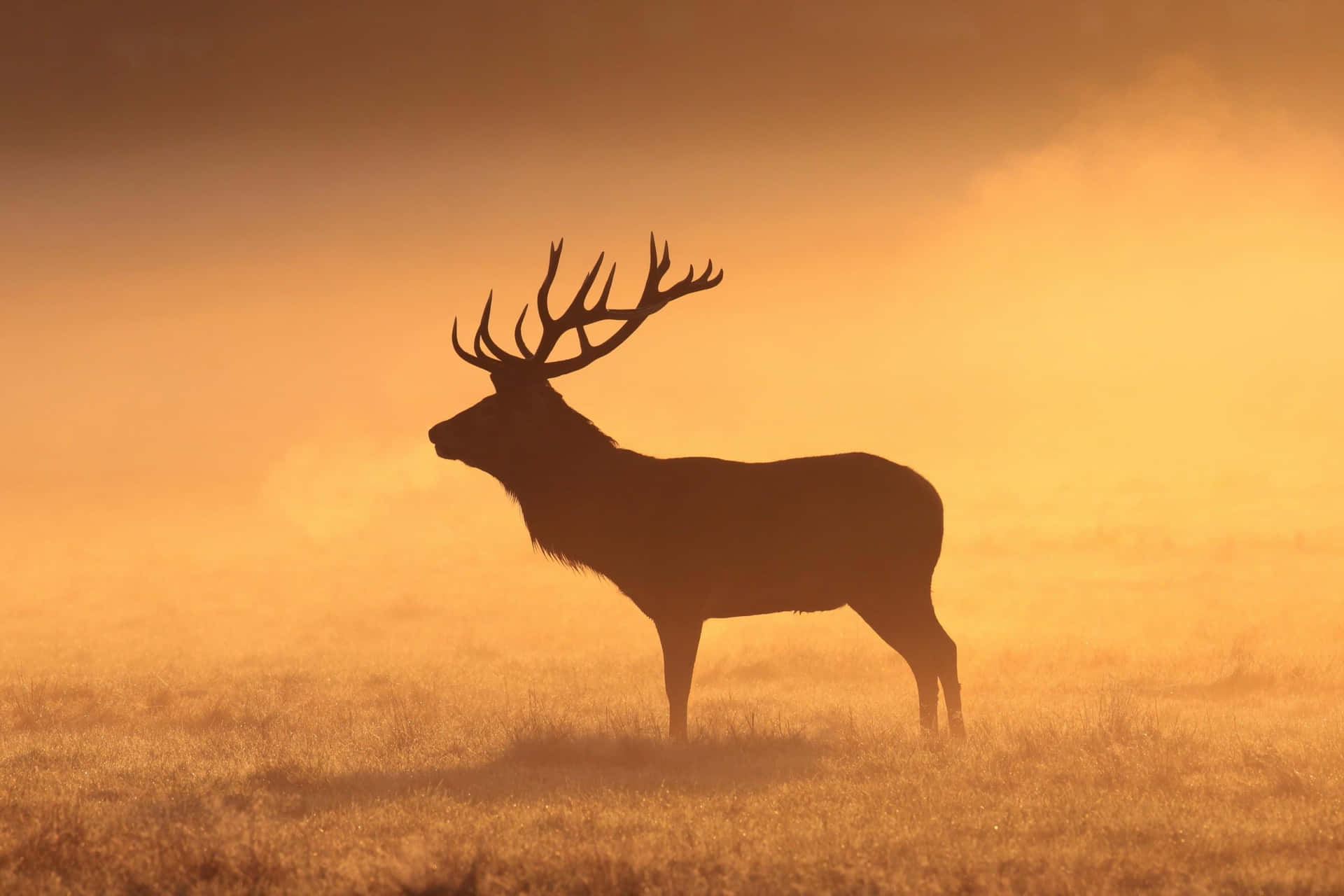 Majestic Moose Silhouetteat Dawn Background