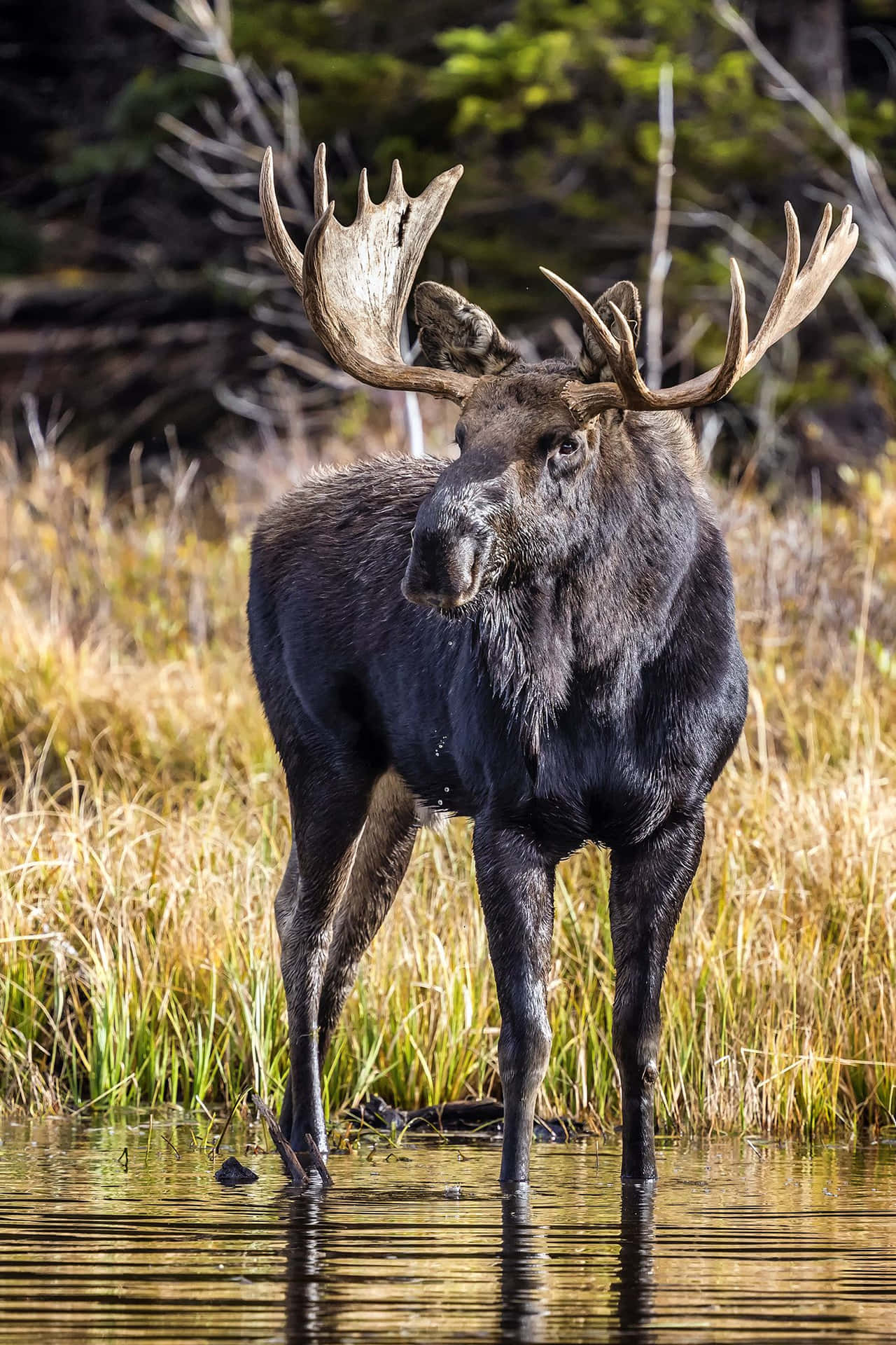 Majestic Moose Standingin Water