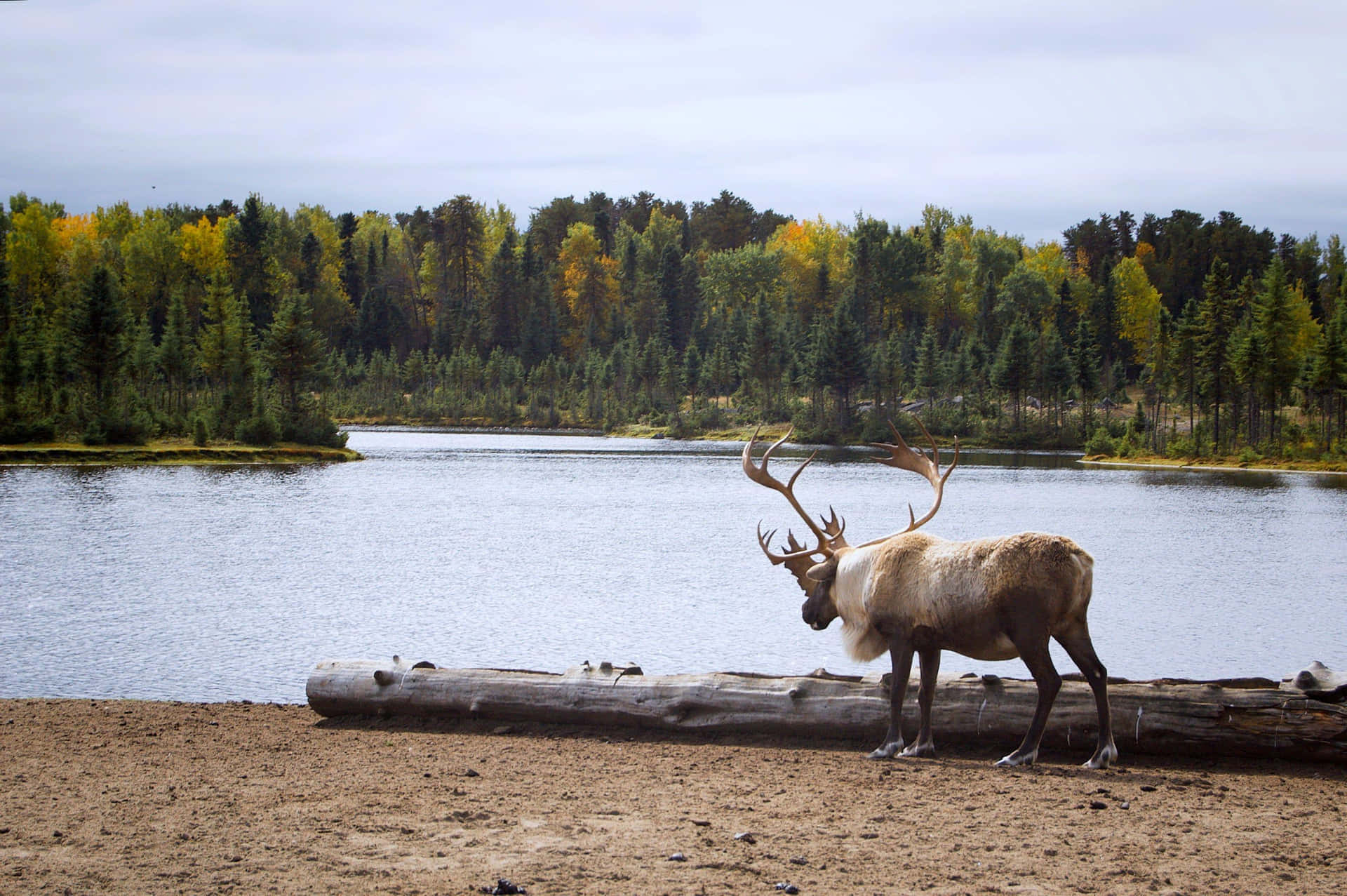 Majestic Mooseby Lake Background