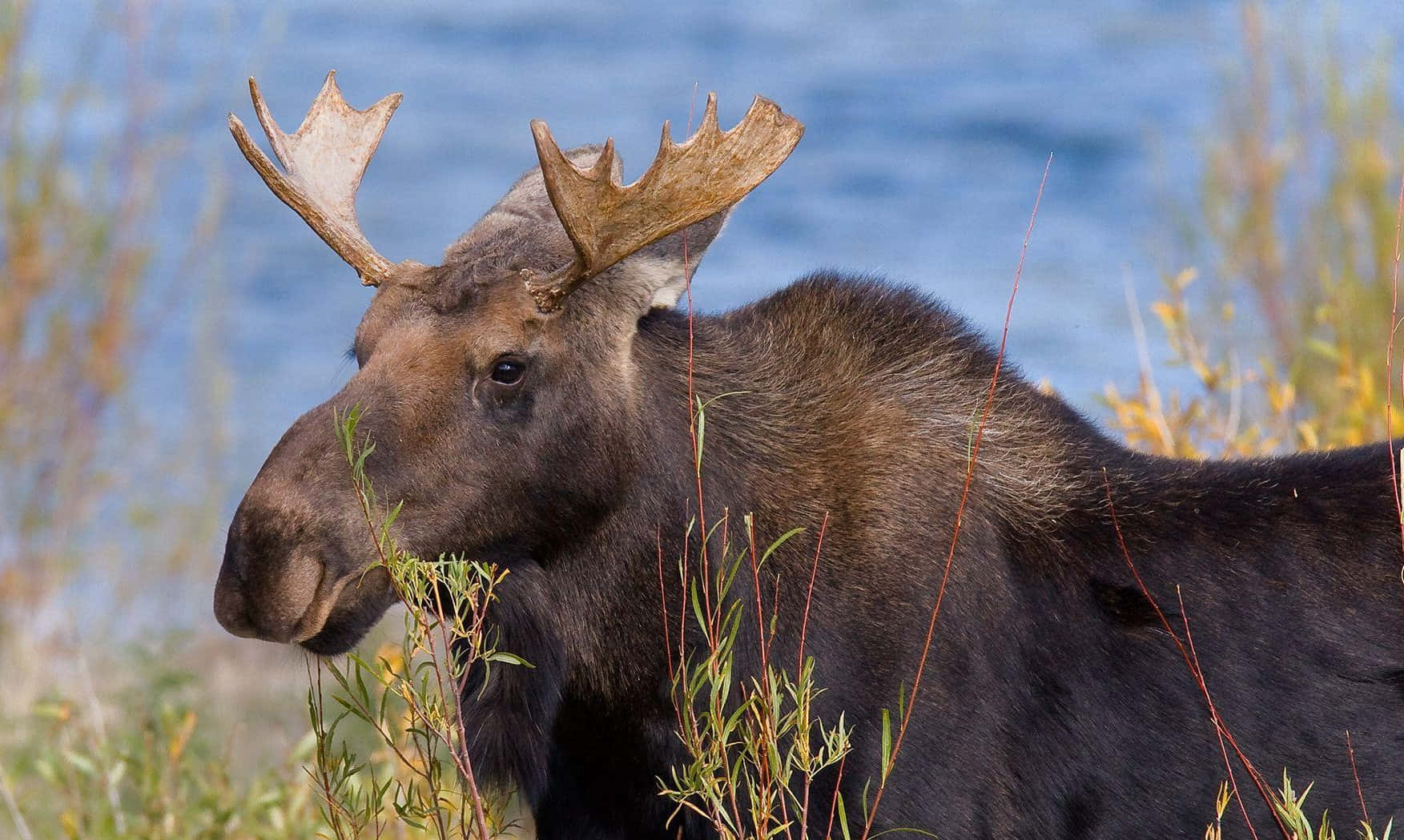 Majestic Mooseby Water Background