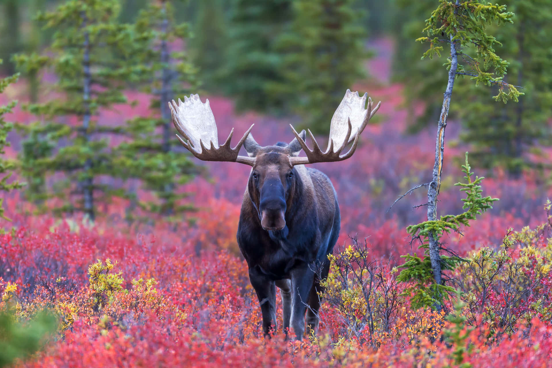 Majestic Moosein Autumn Foliage Background