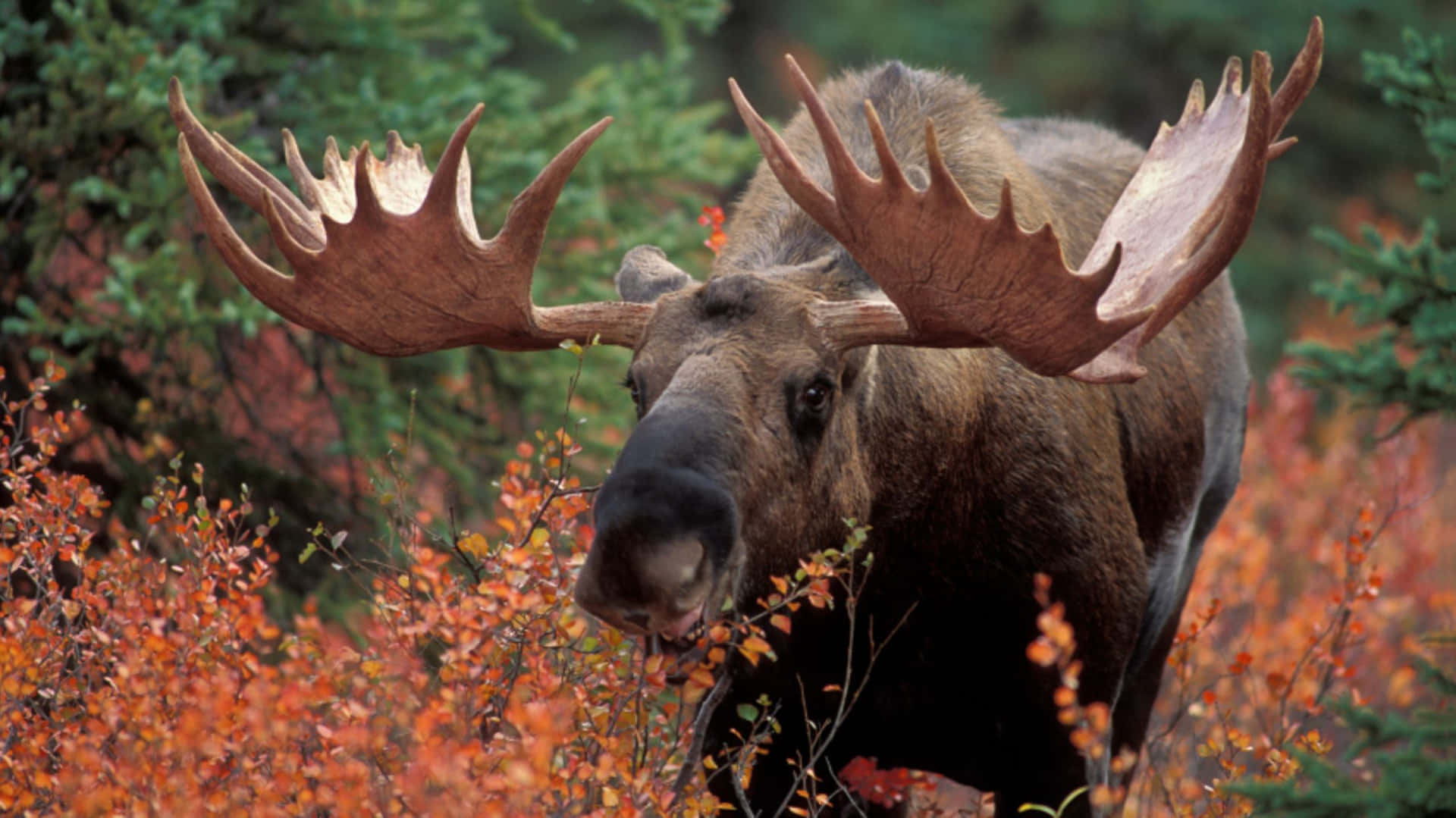 Majestic Moosein Autumn Foliage.jpg Background