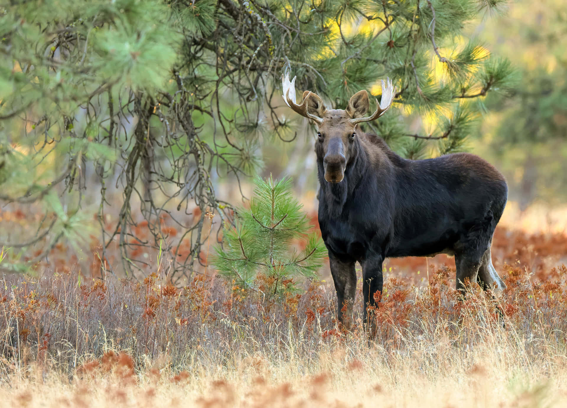 Majestic Moosein Autumn Forest