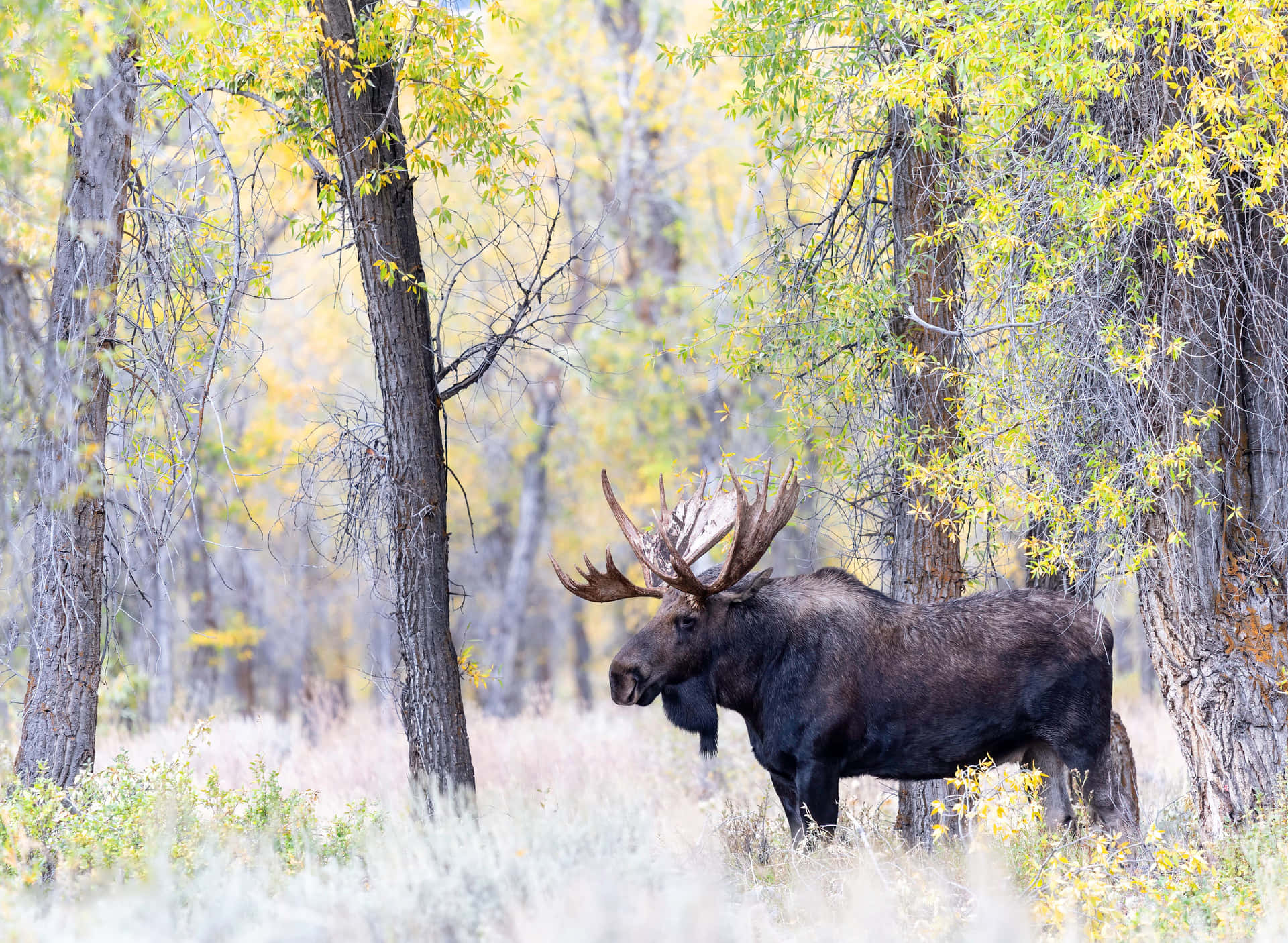 Majestic Moosein Autumn Forest Background