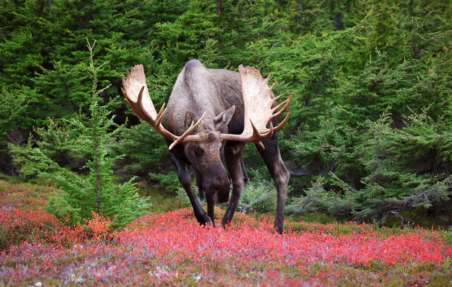 Majestic Moosein Autumn Forest Background