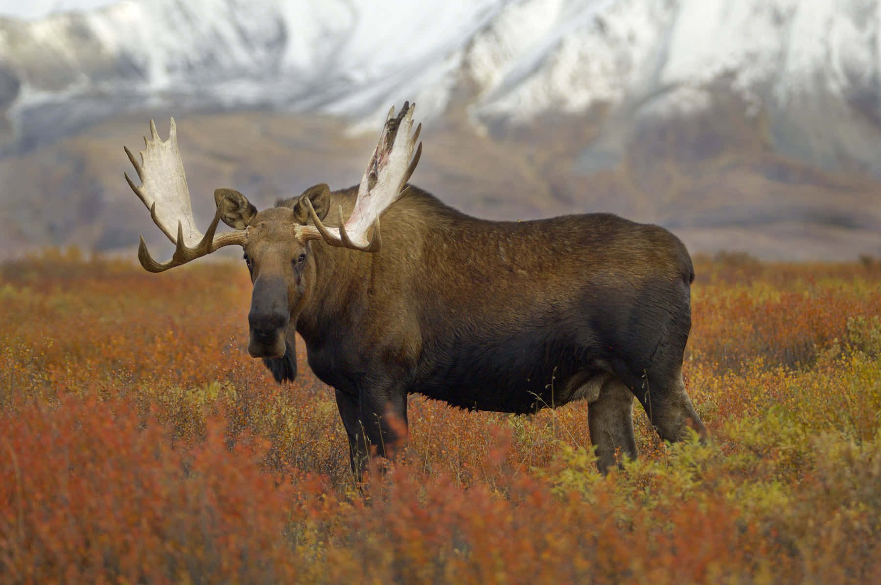 Majestic Moosein Autumn Meadow Background