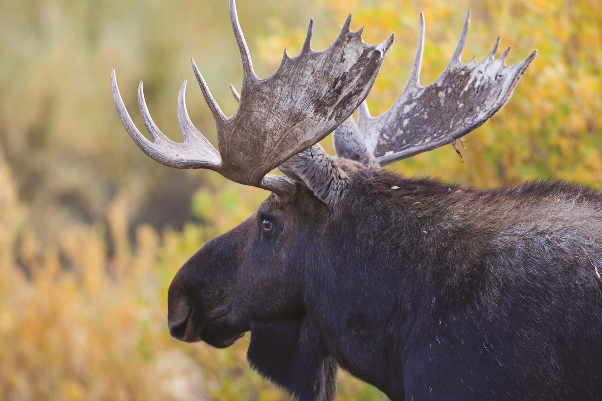 Majestic Moosein Autumn Background