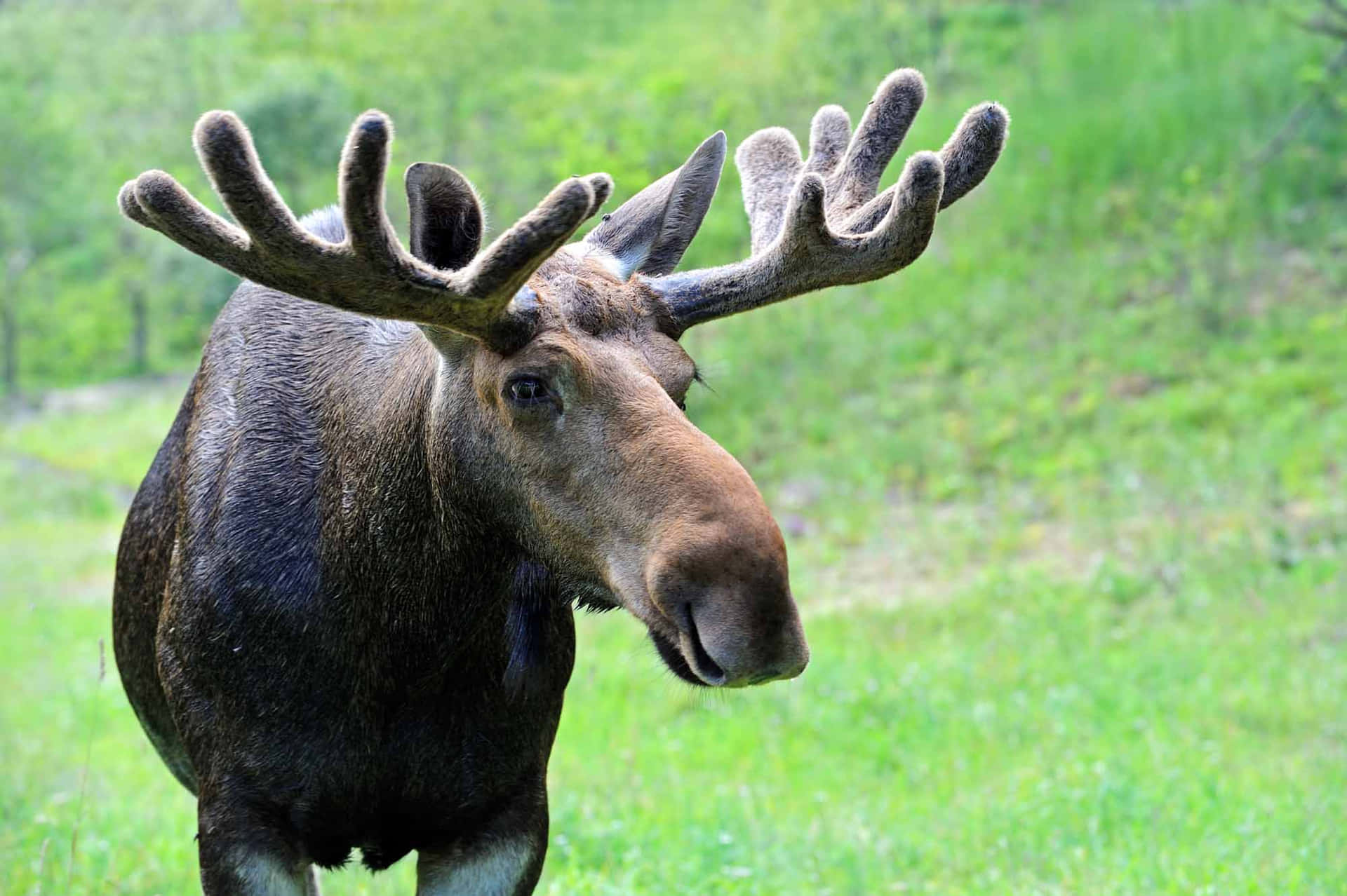 Majestic Moosein Green Meadow Background