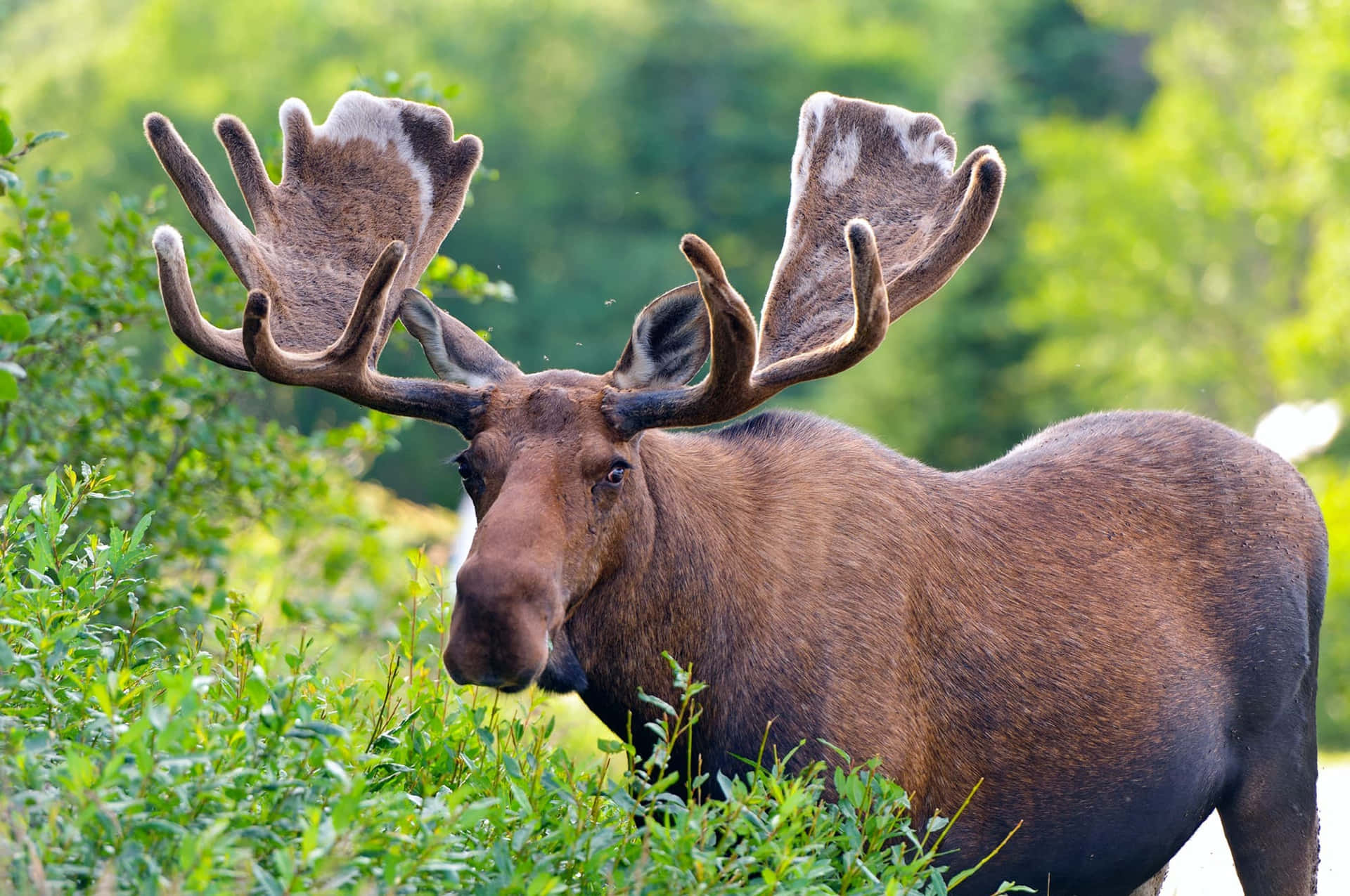 Majestic Moosein Greenery Background