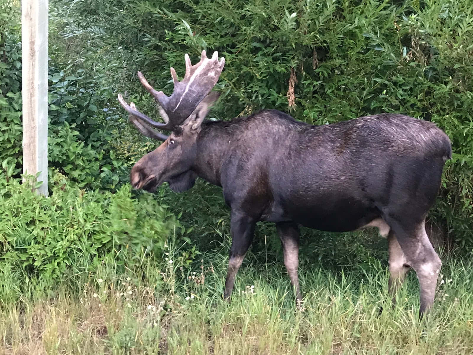 Majestic Moosein Greenery