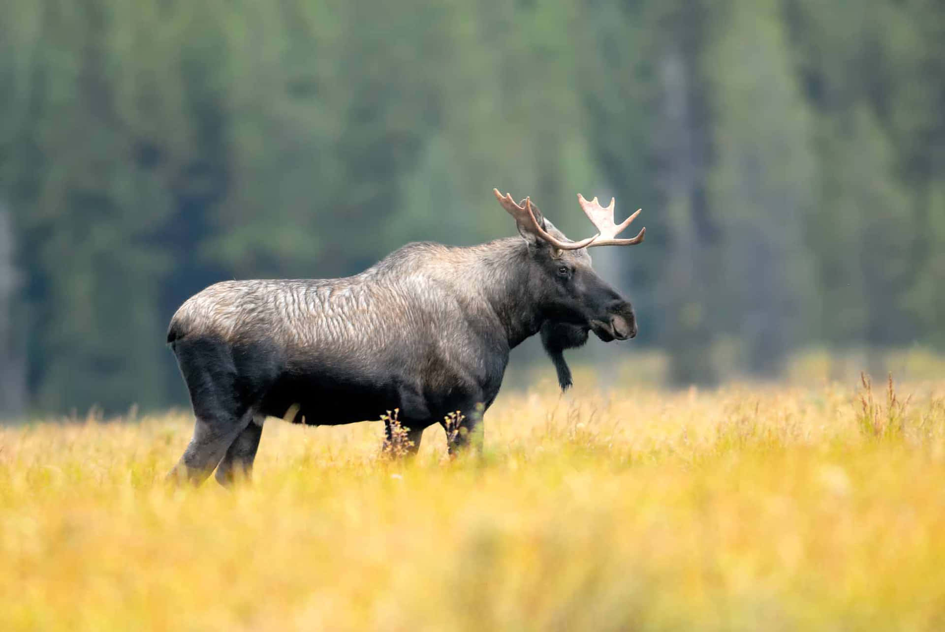 Majestic Moosein Meadow.jpg Background