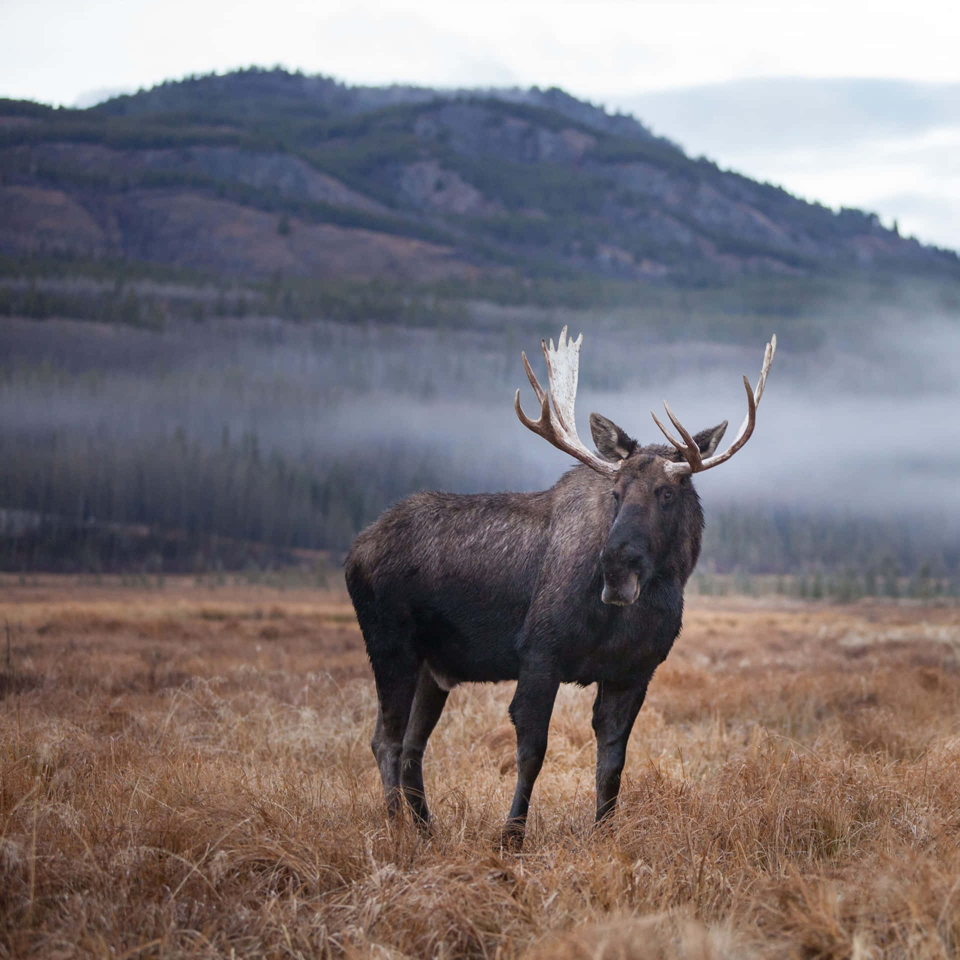 Majestic Moosein Misty Meadow Background