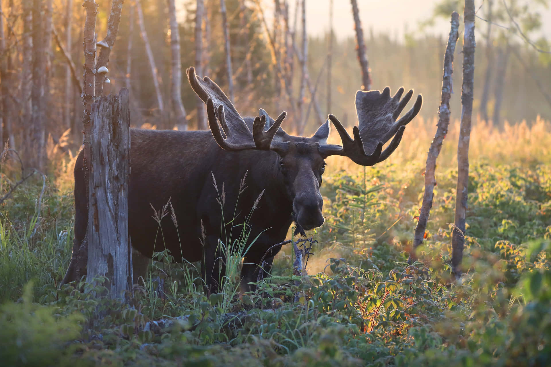 Majestic Moosein Morning Light Background