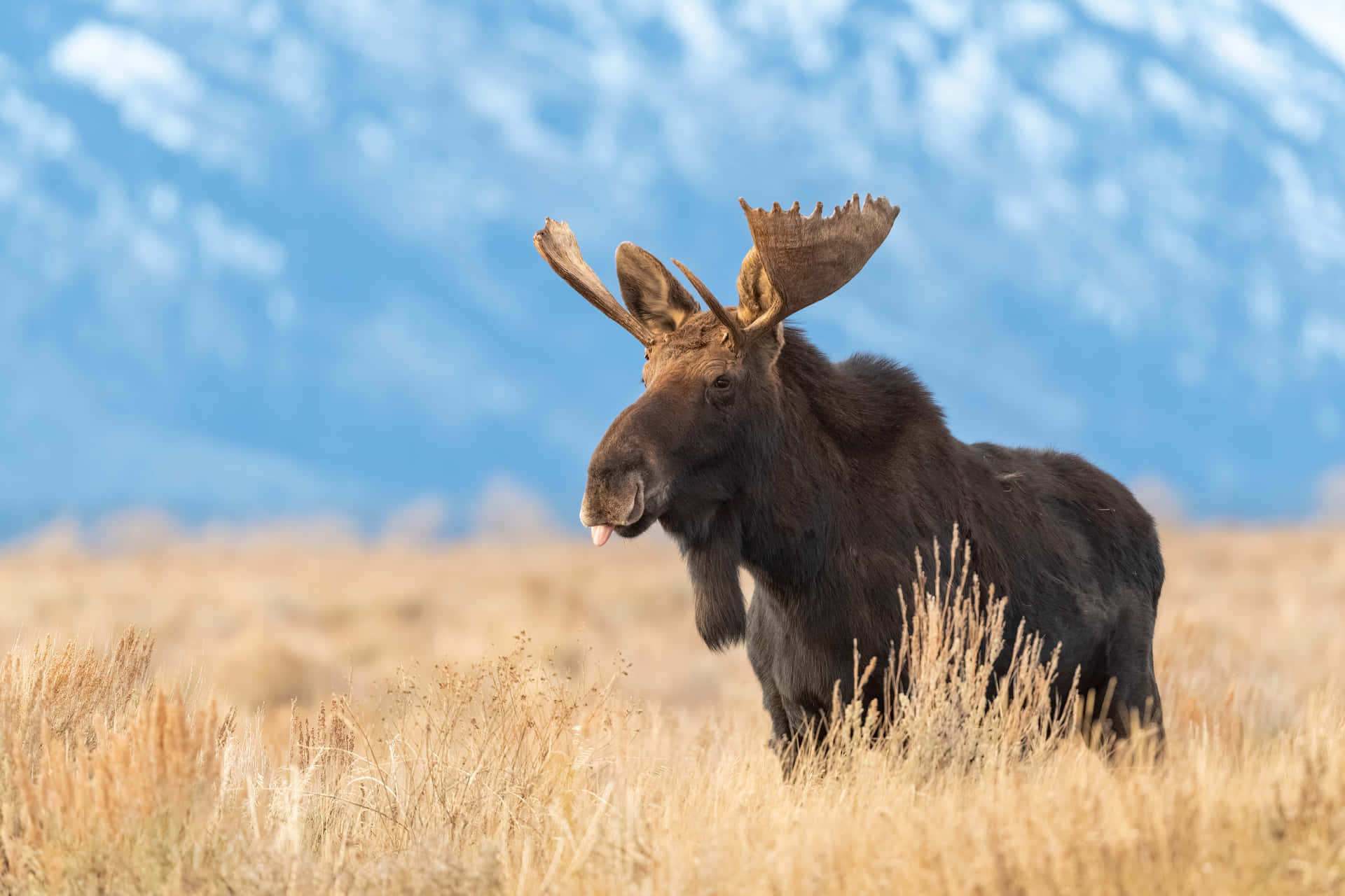 Majestic Moosein Mountain Meadow Background