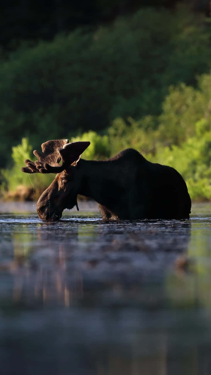 Majestic Moosein Natural Habitat Background